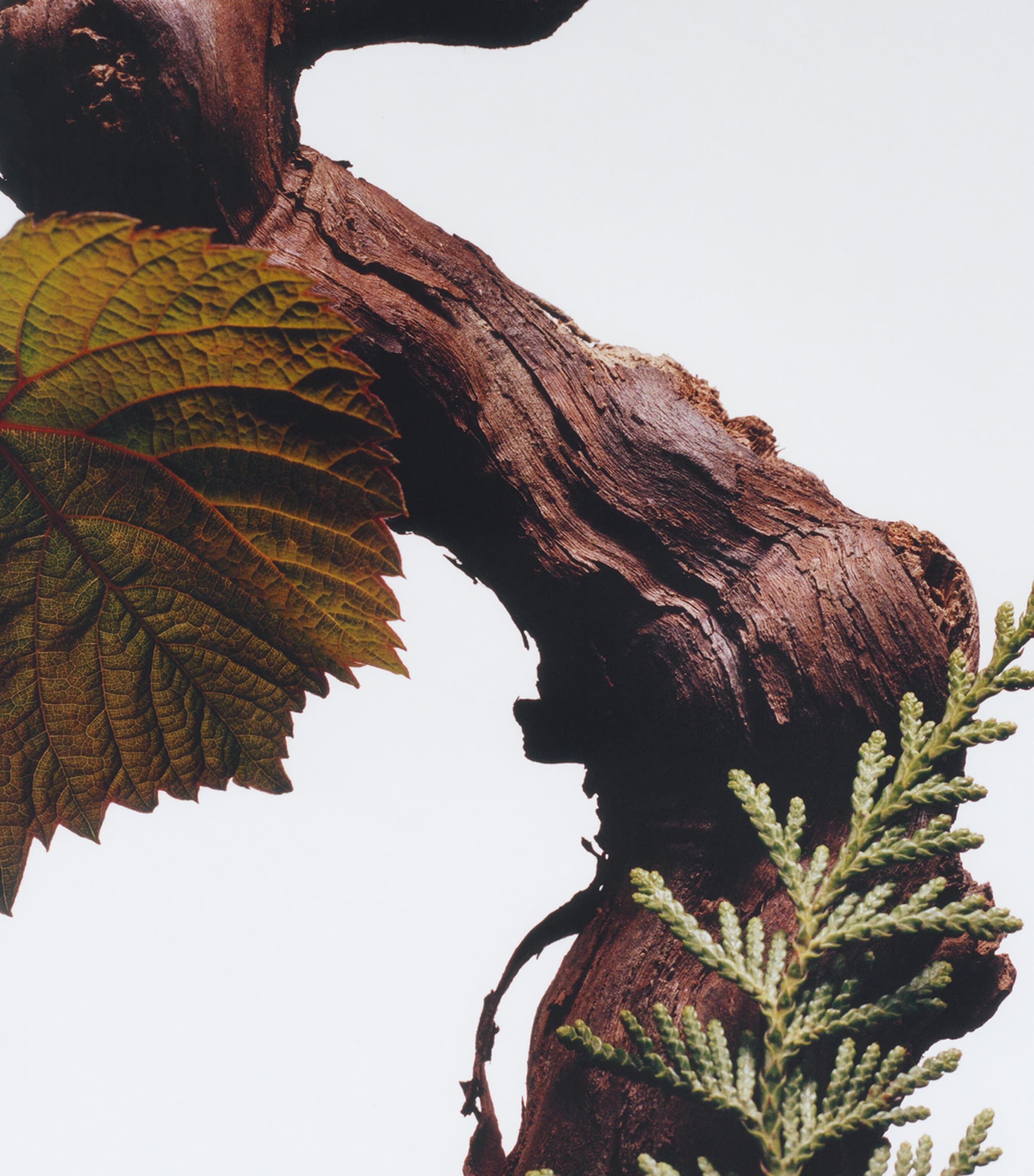 Cypress & Grapevine Candle (200g) NO COLOUR Image 3