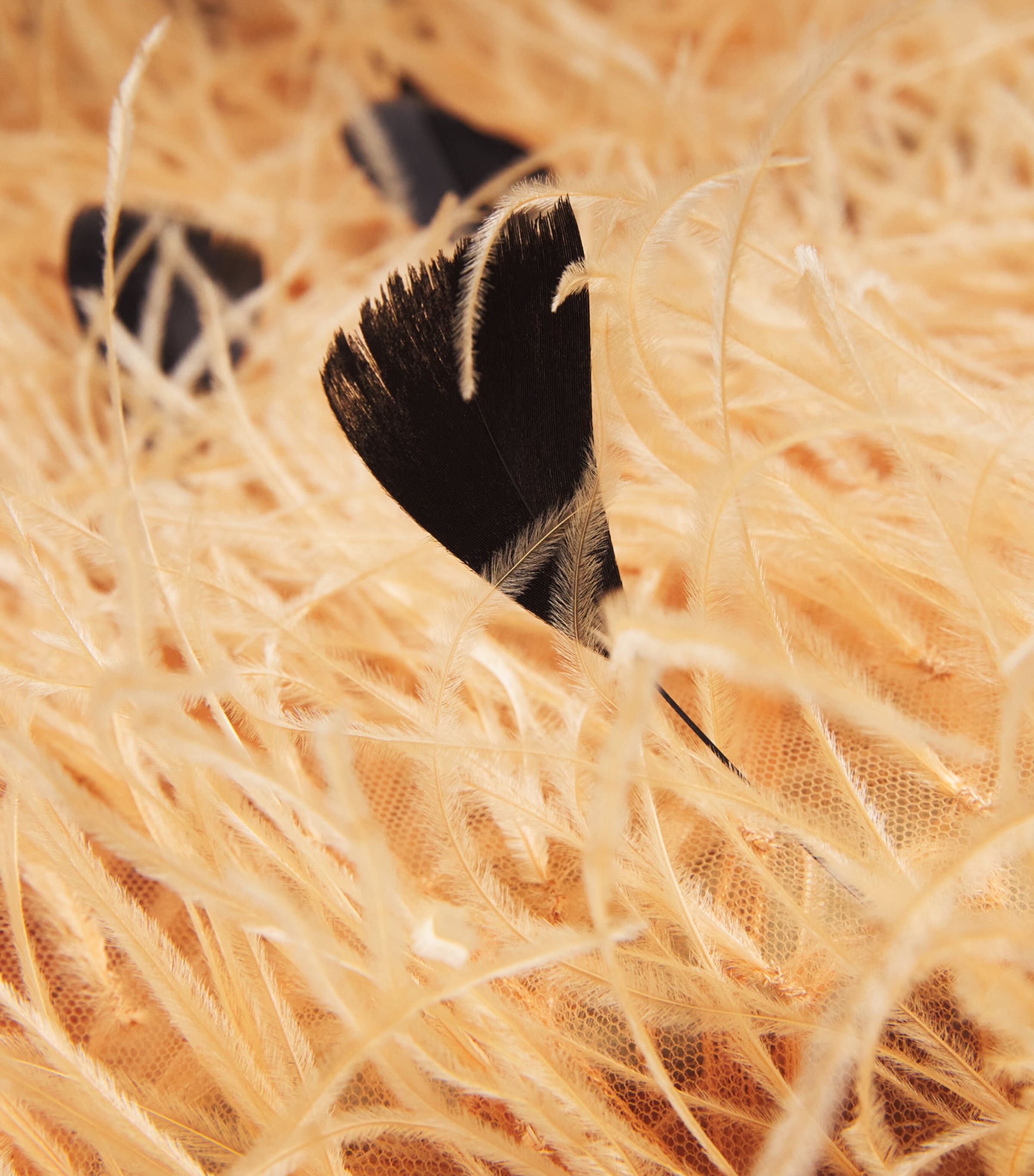 LAPOINTE Womens Embellished Feather Overcoat Honey Image 7