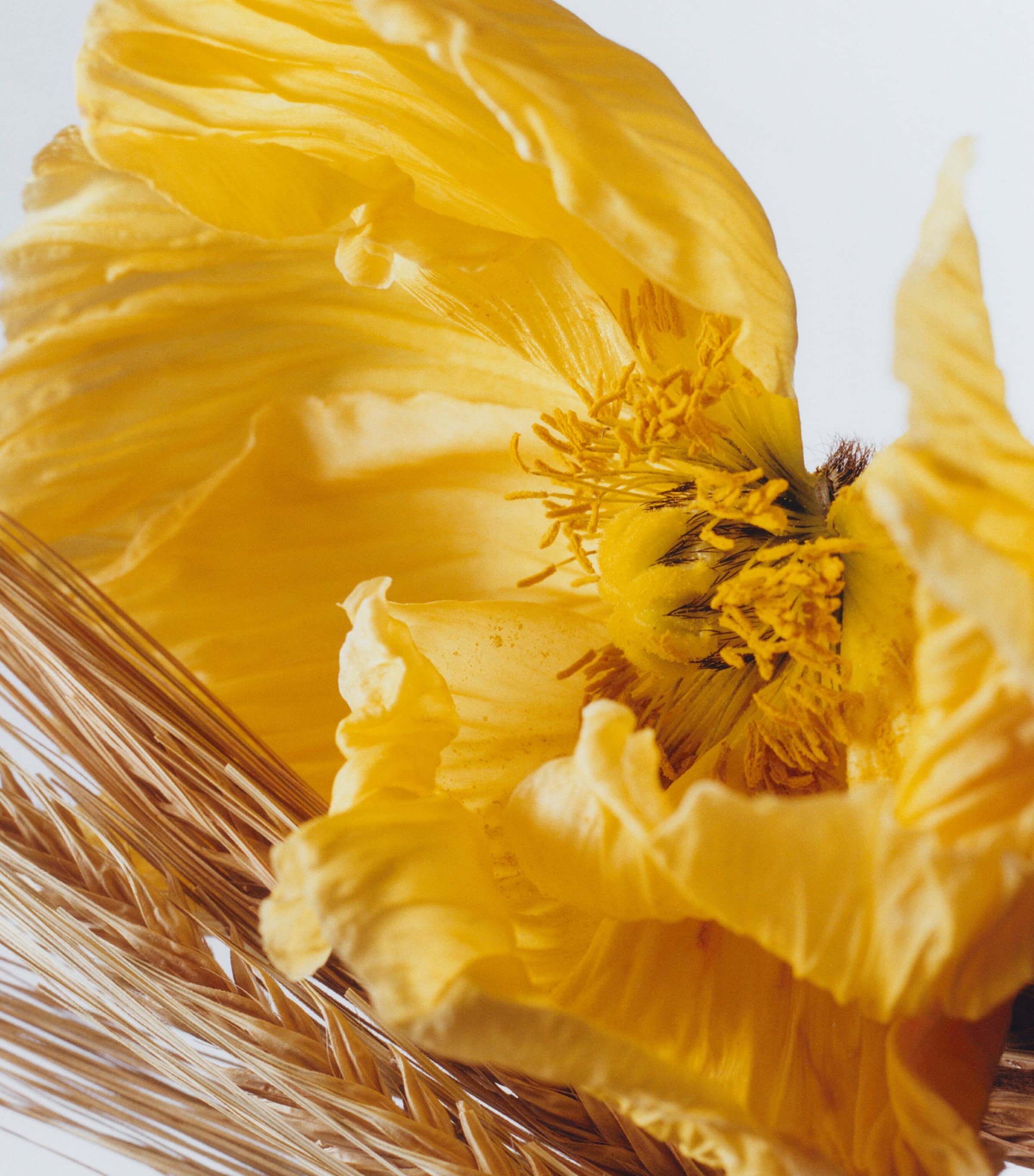 Poppy & Barley Cologne (100ml) NO COLOUR Image 3