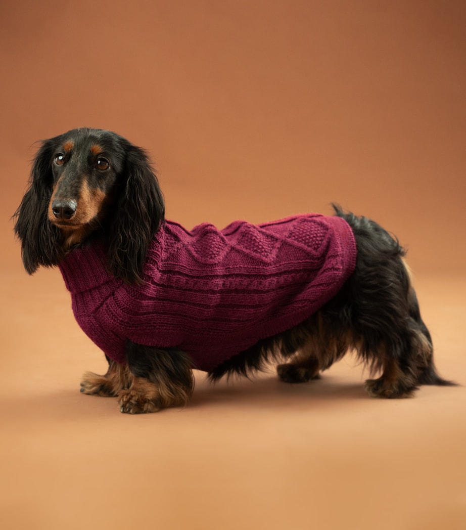 ALQO WASI Alpaca-Blend Aran Knit Dog Sweater (Medium) Red Wine Image 5
