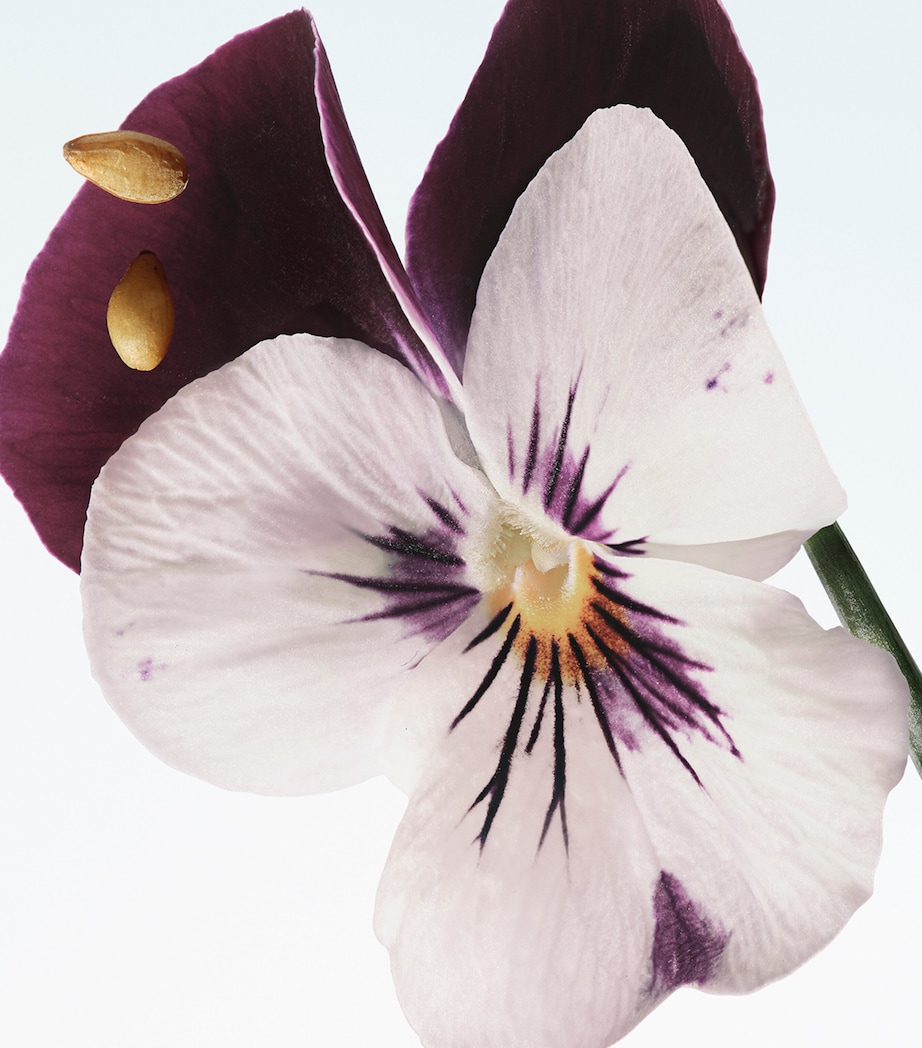 DRIES VAN NOTEN Velvet Violet Eau de Parfum (100ml) Image 2
