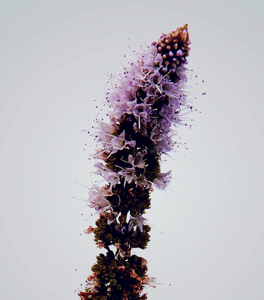 Verbena Outdoor Candle NO COLOUR Image 3