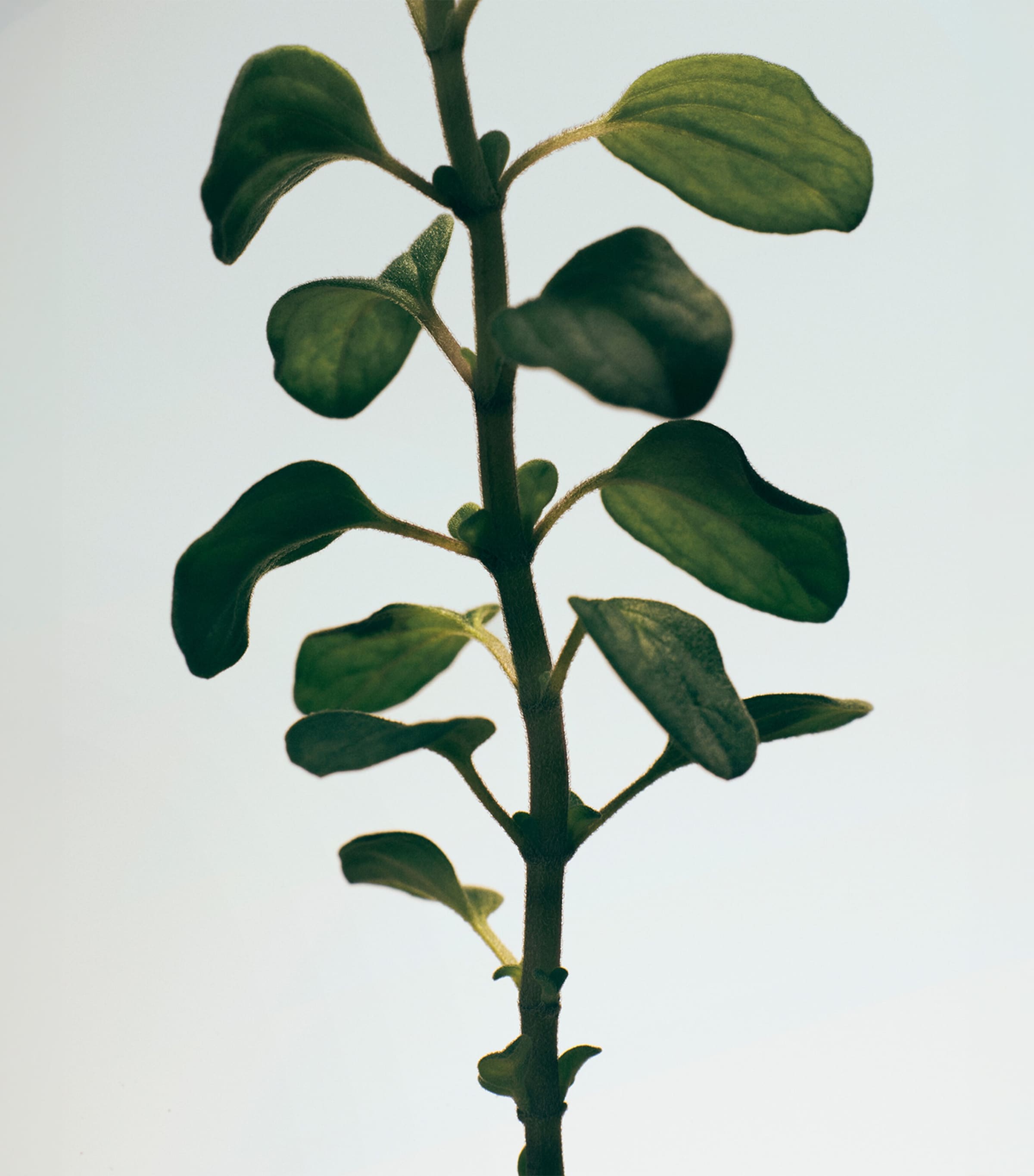 Medium Oregano Scented Candle NO COLOUR Image 3