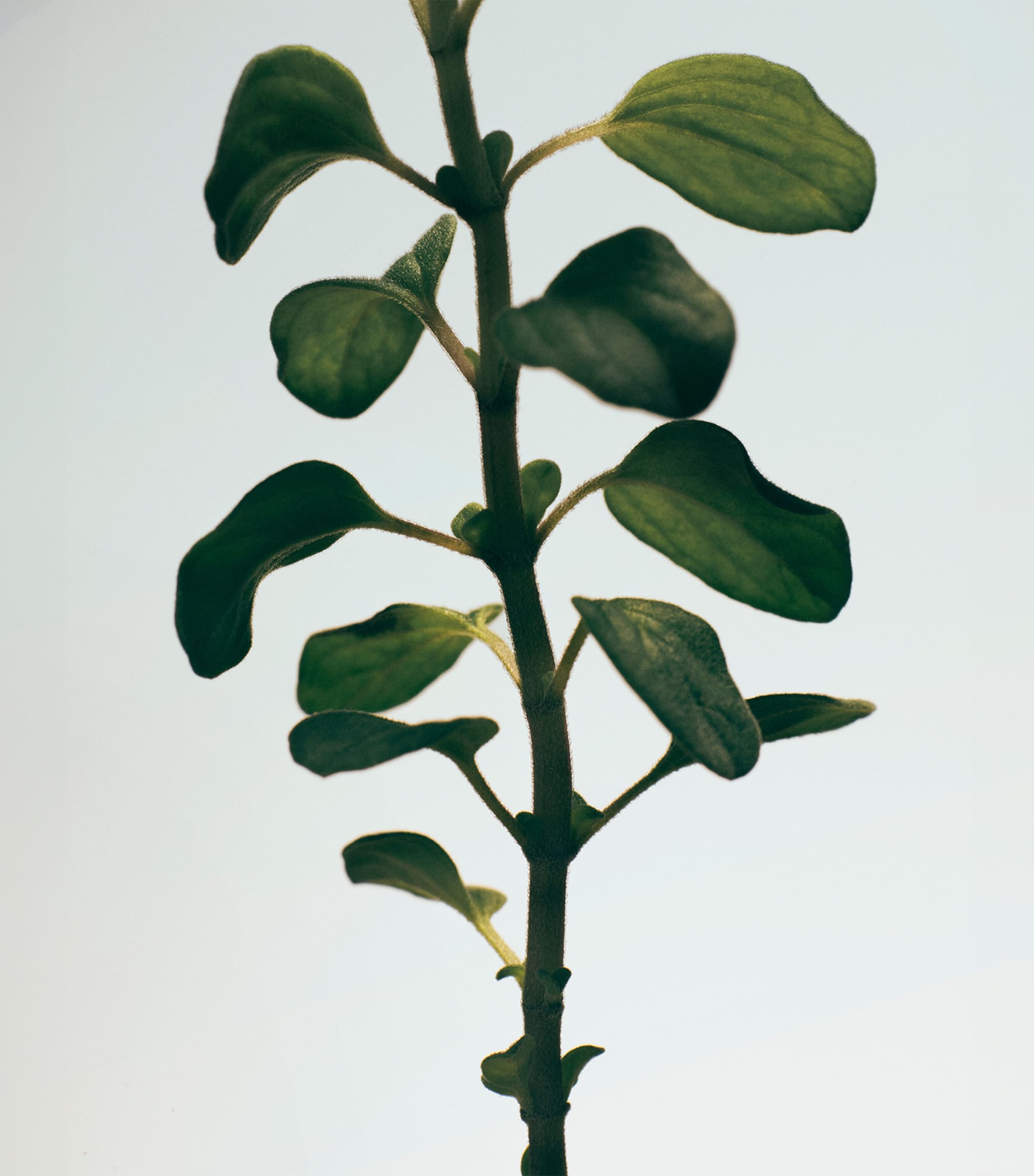 Oregano Soap Bar (290g) NO COLOUR Image 3