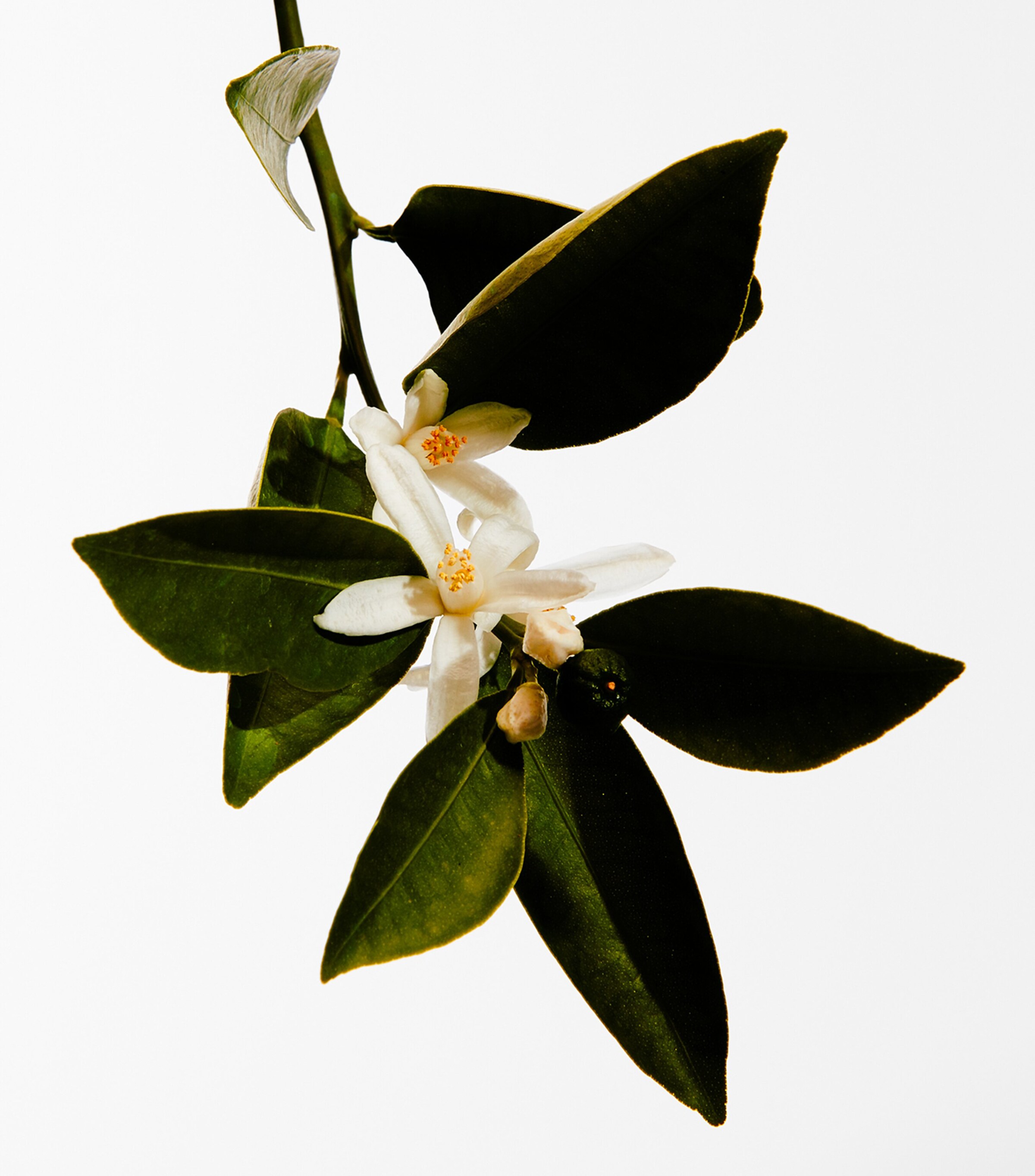 Un Paseo Por Madrid Mayrit Eau de Parfum (100ml) NO COLOUR Image 3