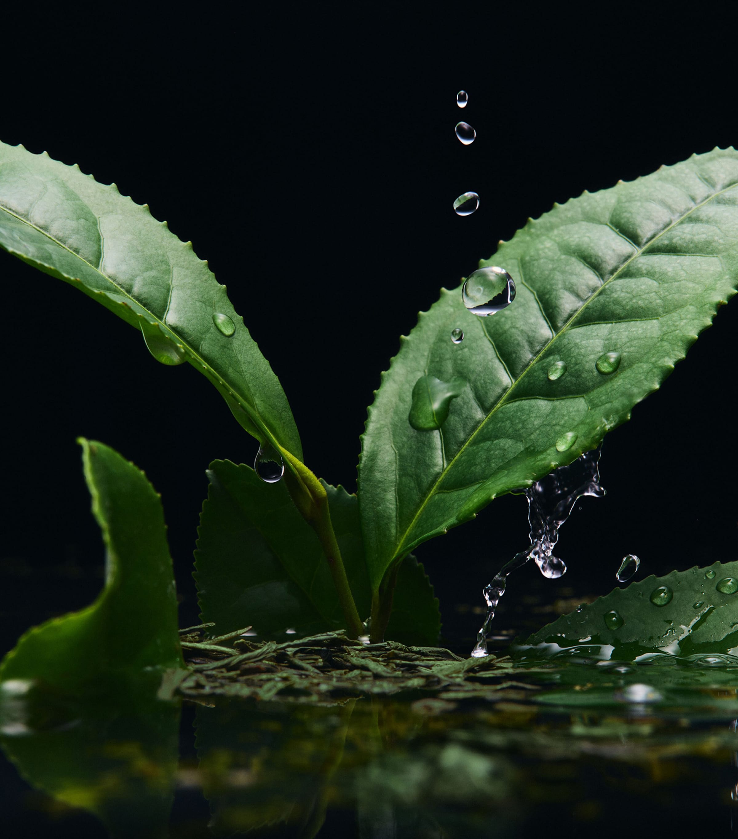 Velvet Infusion Eau de Parfum (100ml) NO COLOUR Image 5