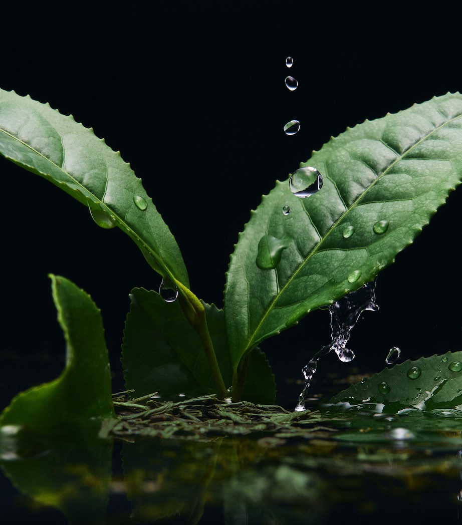 Velvet Infusion Eau de Parfum (100ml) NO COLOUR Image 5