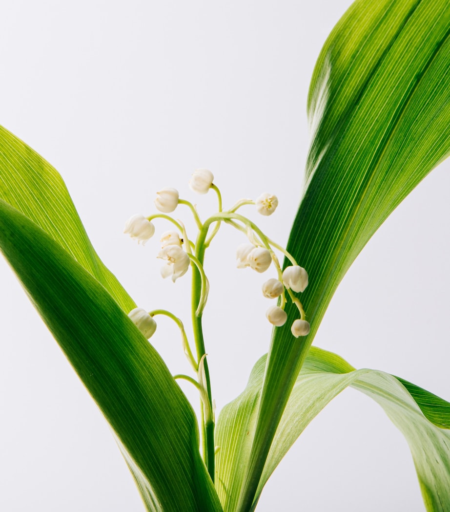 Un Paseo Por Madrid Ópera Eau de Parfum (150ml) NO COLOUR Image 3