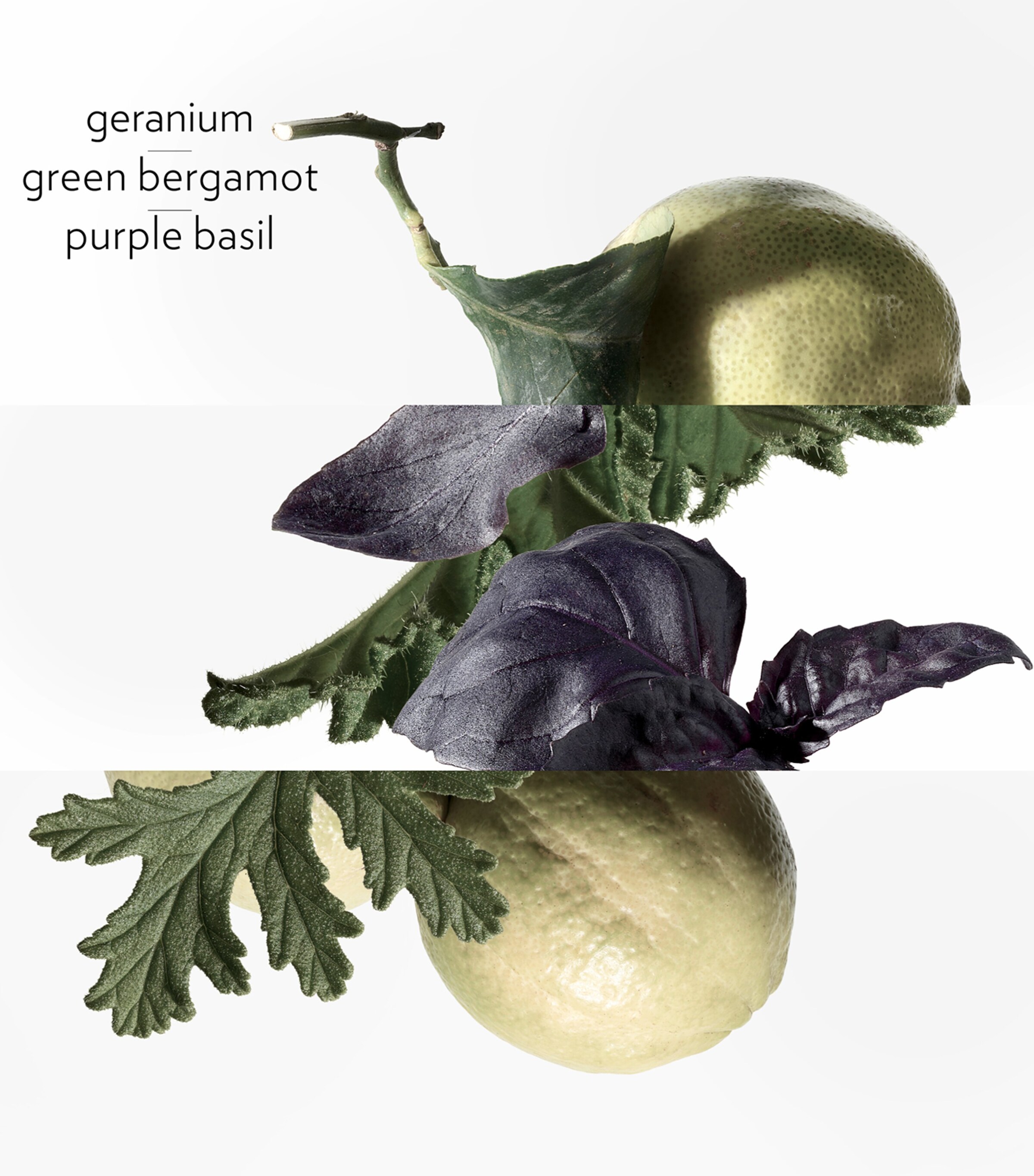 Eau de Basilic Pourpre Eau de Cologne (100ml) NO COLOUR Image 2