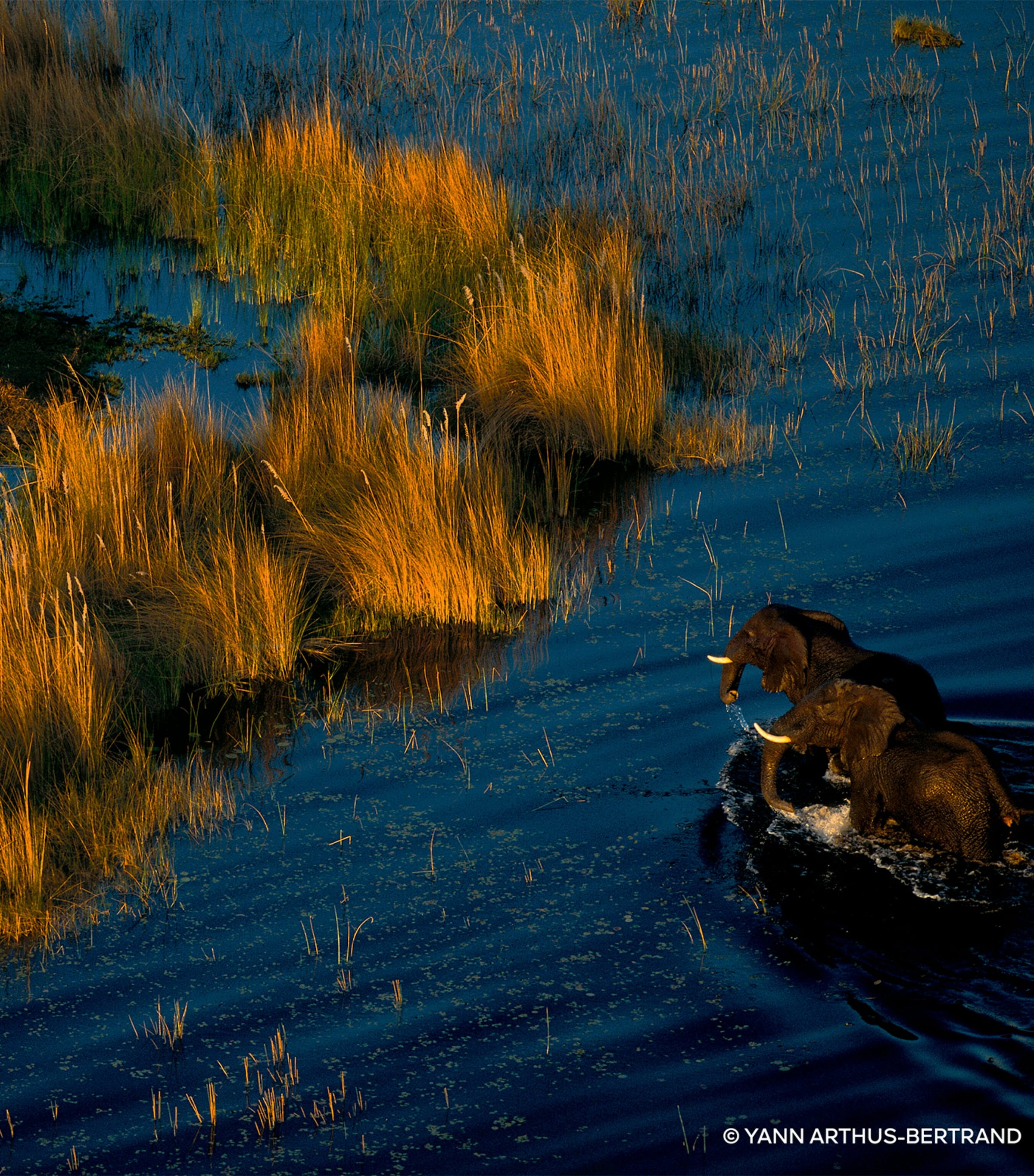 Aqua Allegoria Forte Mandarine Basilic Eau de Parfum (125ml) NO COLOUR Image 6