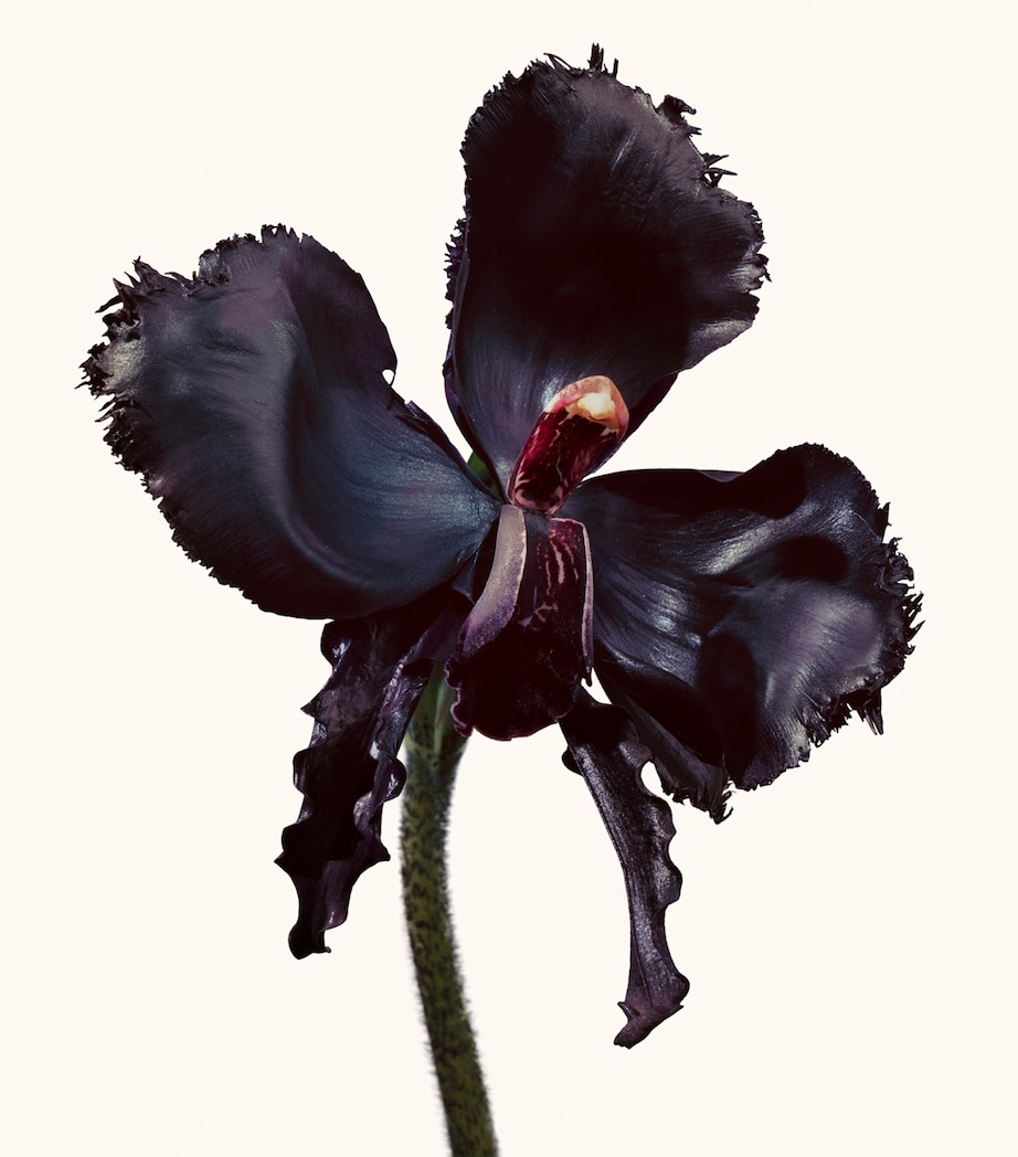 Black Orchid Reserve Eau de Toilette (50ml) NO COLOUR Image 2