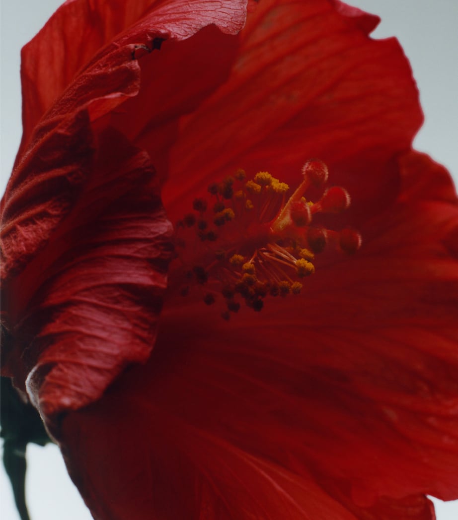 Red Hibiscus Cologne Intense (9ml) NO COLOUR Image 2