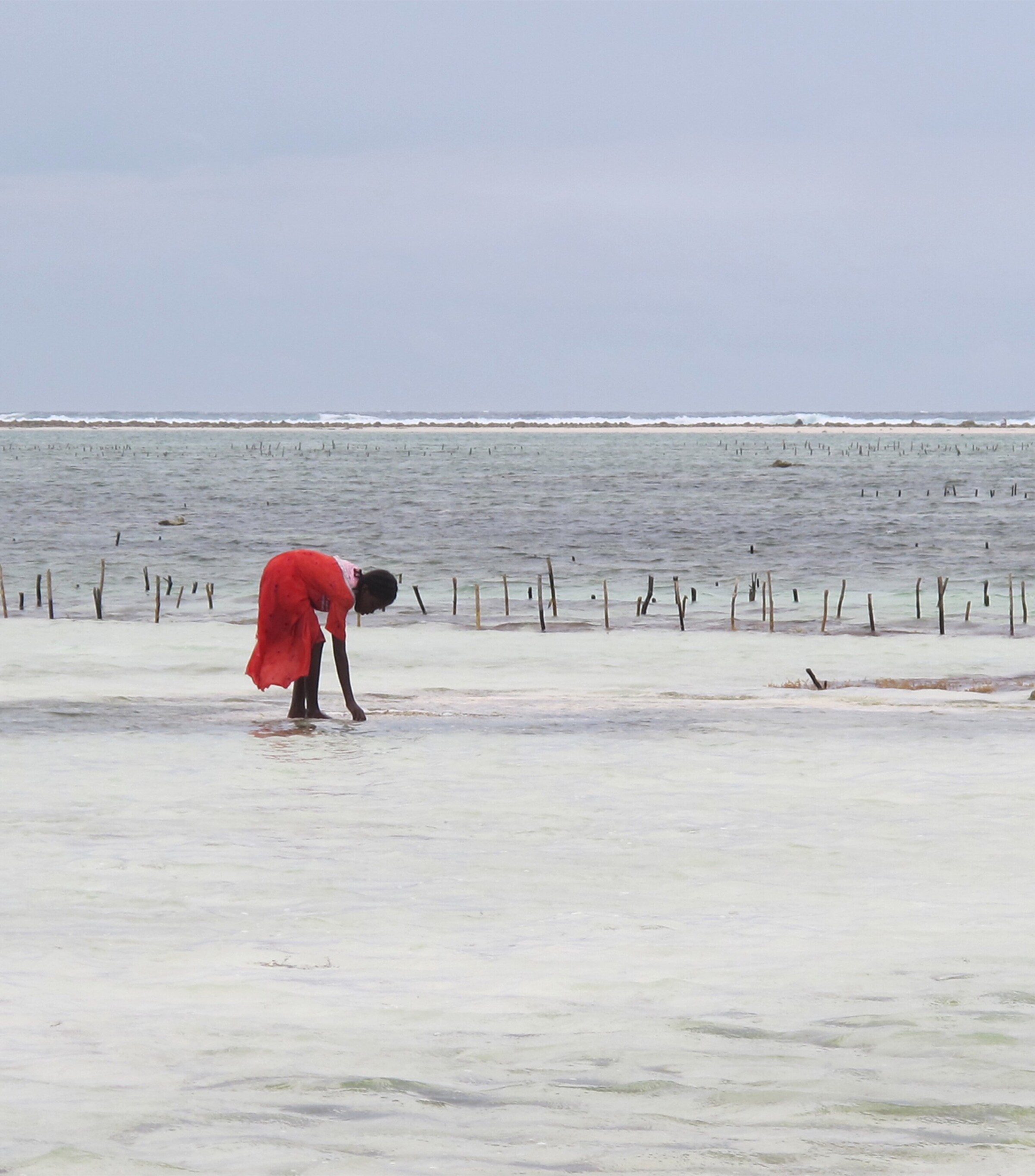 Rose Saltifolia Eau de Parfum (100ml) NO COLOUR Image 7