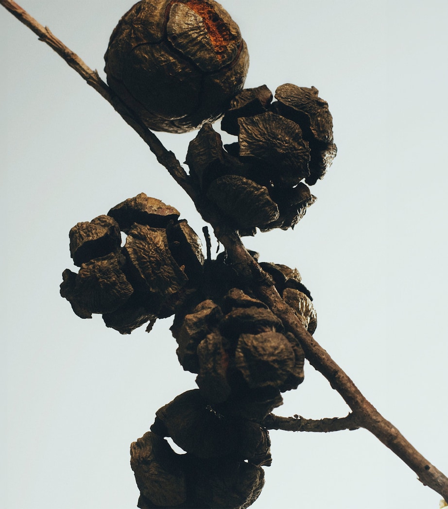 Medium Cypress Balls Scented Candle NO COLOUR Image 3