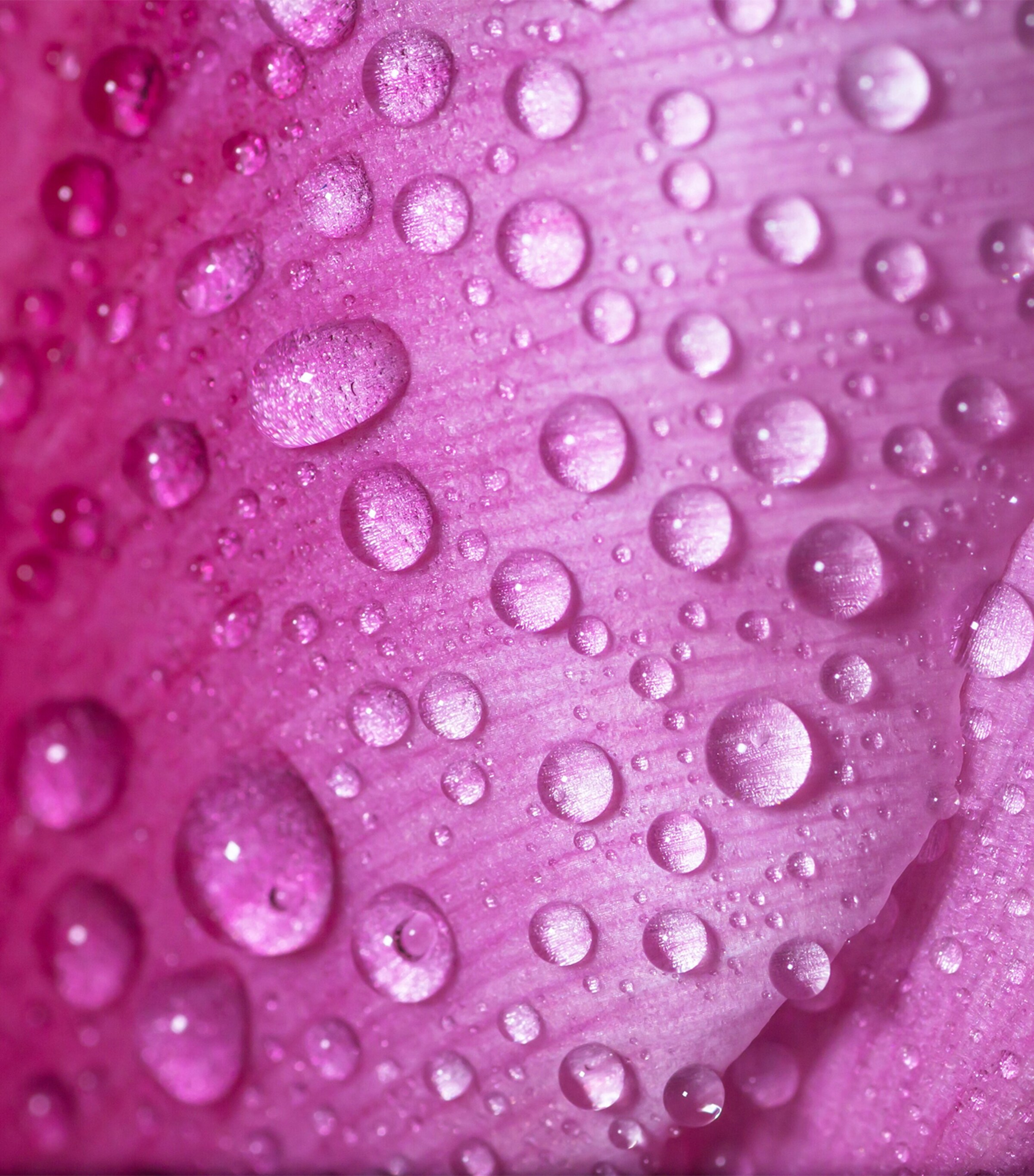 Rose Saltifolia Eau de Parfum (100ml) NO COLOUR Image 9