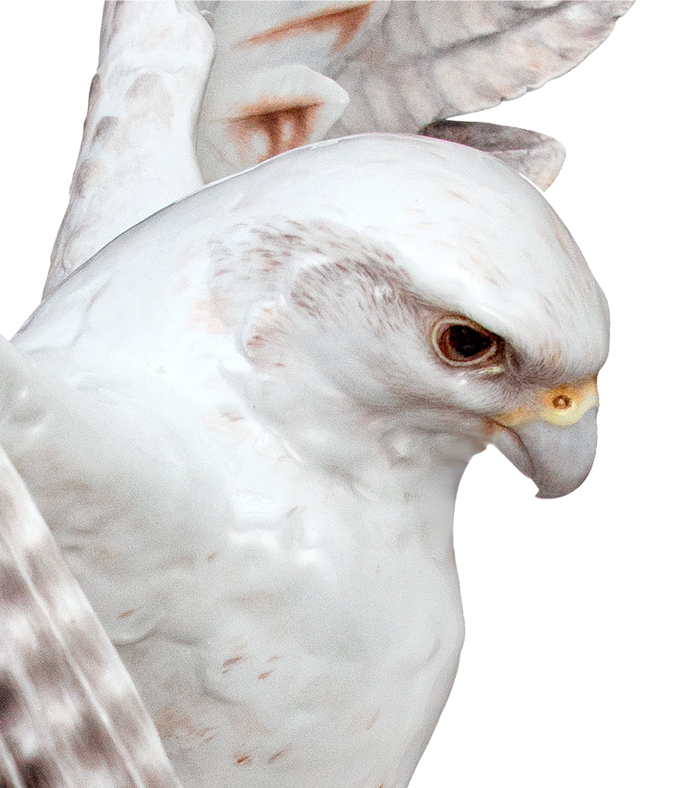 Meissen Gold-Trim Porcelain Falcon (75cm) White Image 3