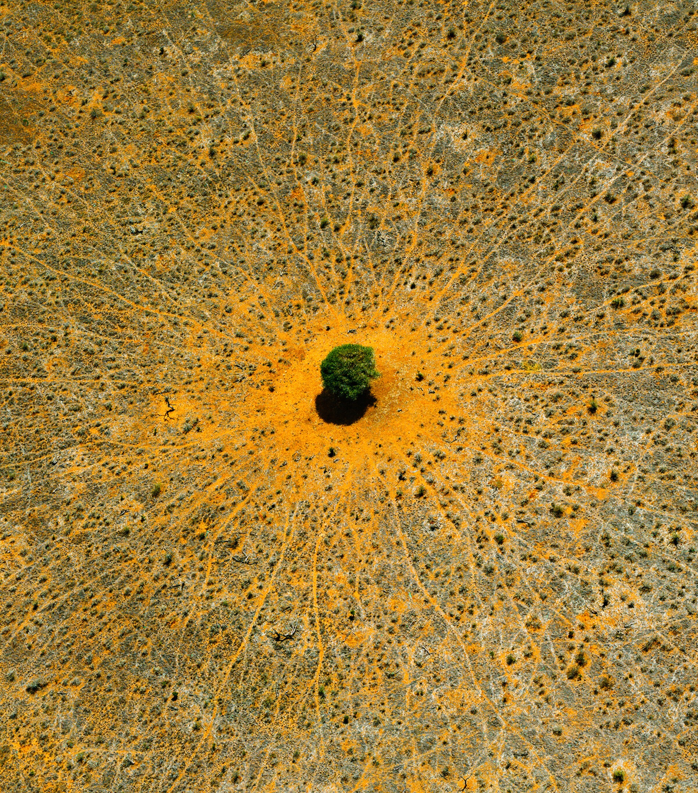 Aqua Allegoria Mandarine Basilic Eau de Toilette (125ml) NO COLOUR Image 3