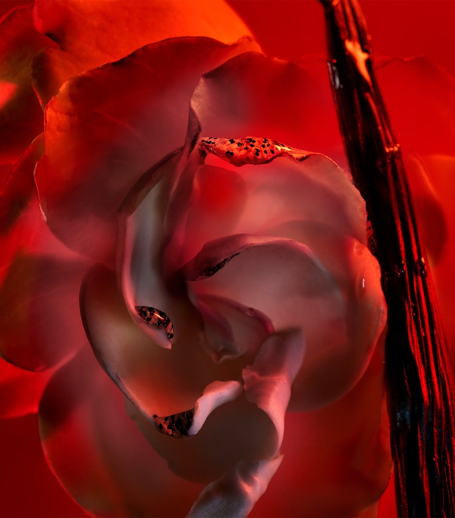 Allegra Baciami Eau de Parfum (50ml) NO COLOUR Image 5