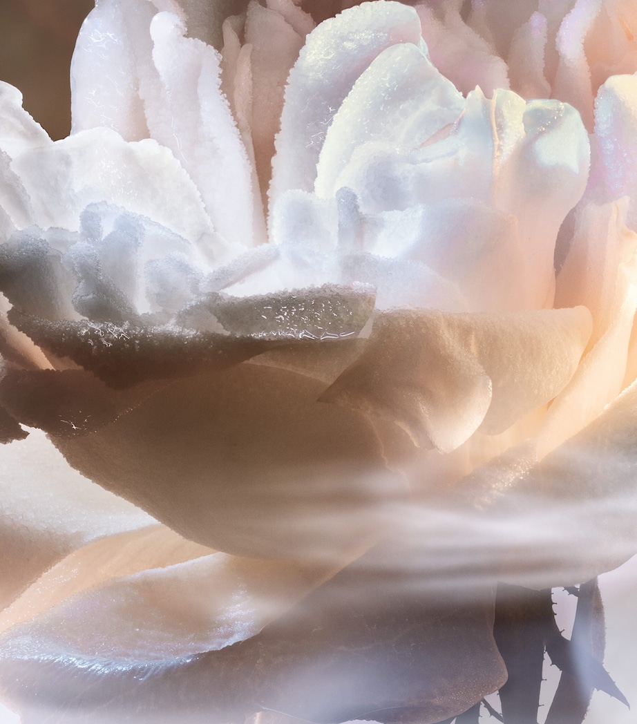 Absolue Not Your Rose Eau de Parfum (100ml) NO COLOUR Image 6