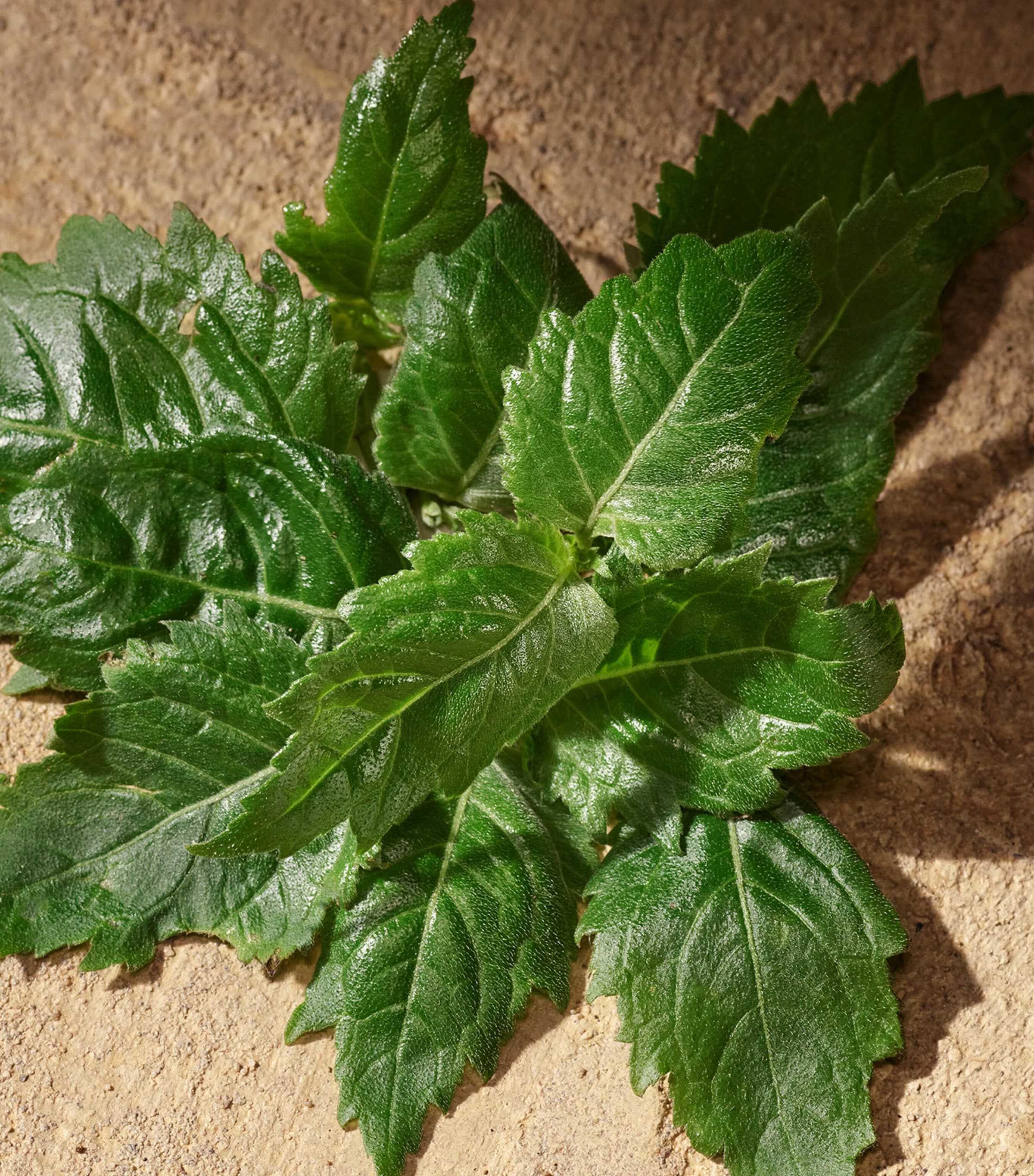 Devotion for Men Eau de Parfum (50ml) NO COLOUR Image 6