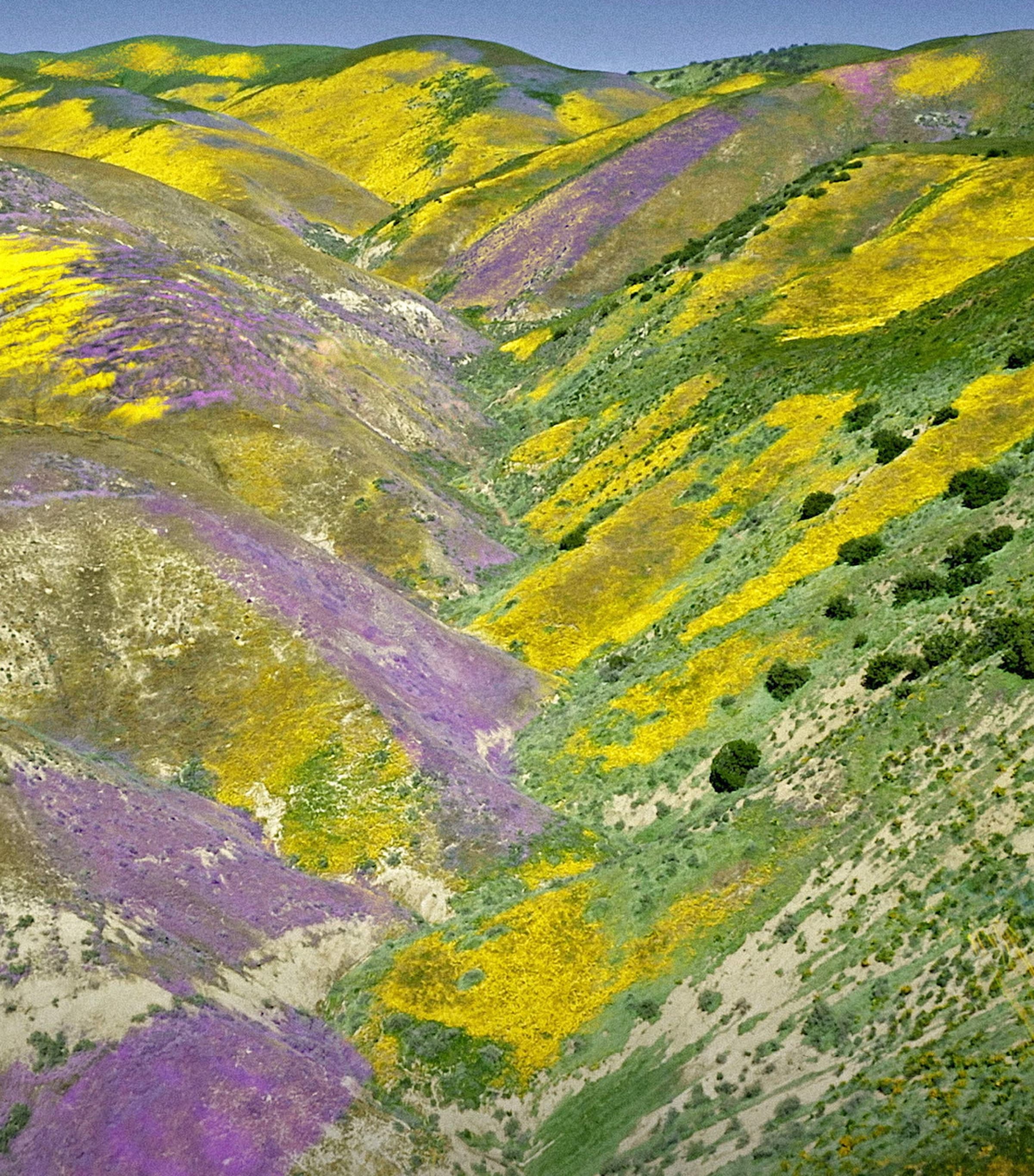 Aqua Allegoria Florabloom Forte Eau de Parfum (75ml) NO COLOUR Image 6