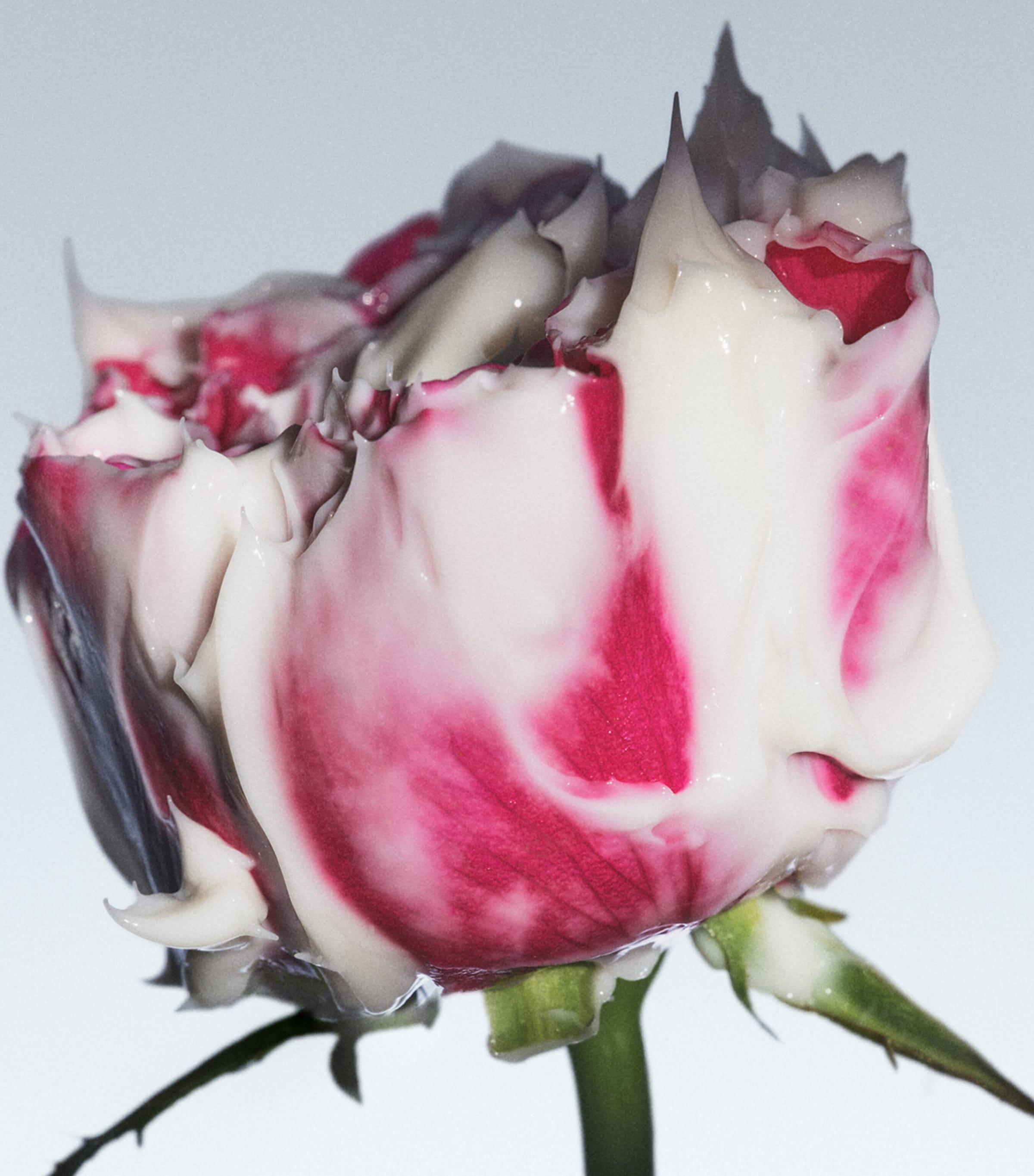 Rose Deep Hydration Face Cream (50ml) NO COLOUR Image 2