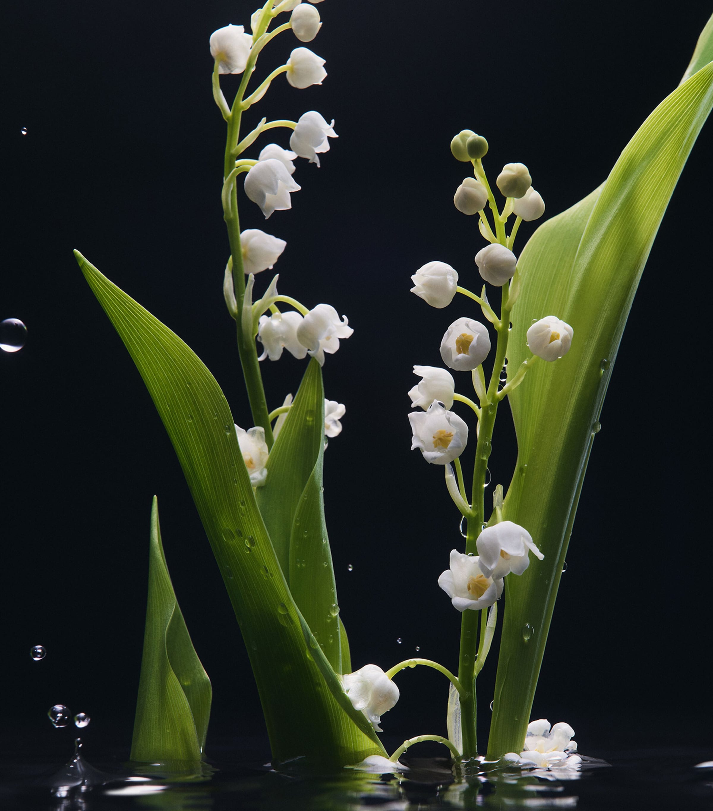 Velvet Mughetto Eau de Parfum (100ml) NO COLOUR Image 4