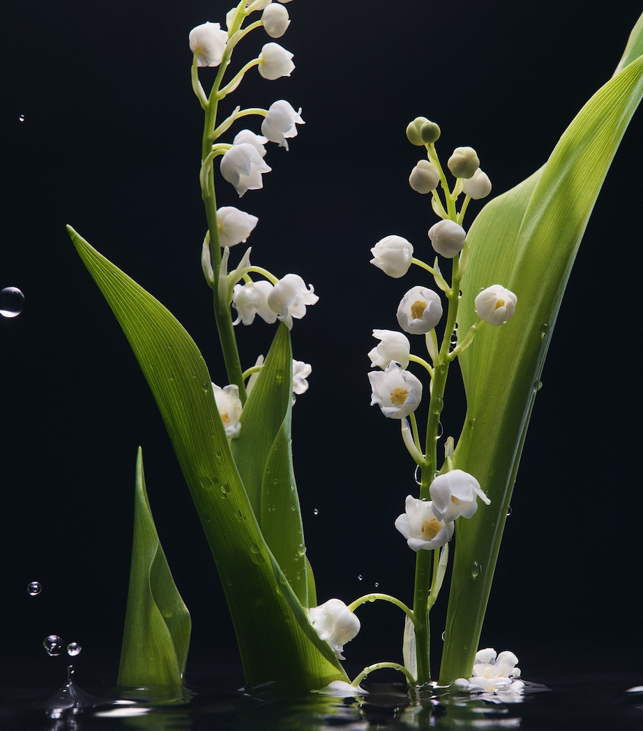 Velvet Mughetto Eau de Parfum (100ml) NO COLOUR Image 4