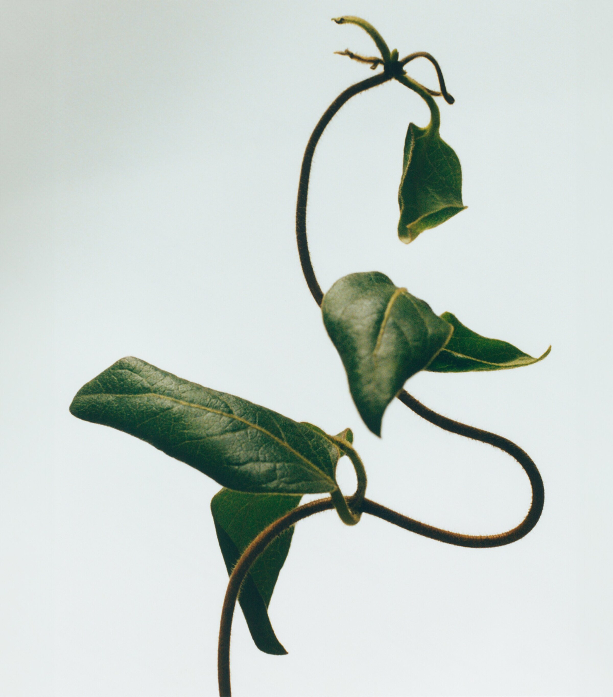 Medium Honeysuckle Scented Candle NO COLOUR Image 3