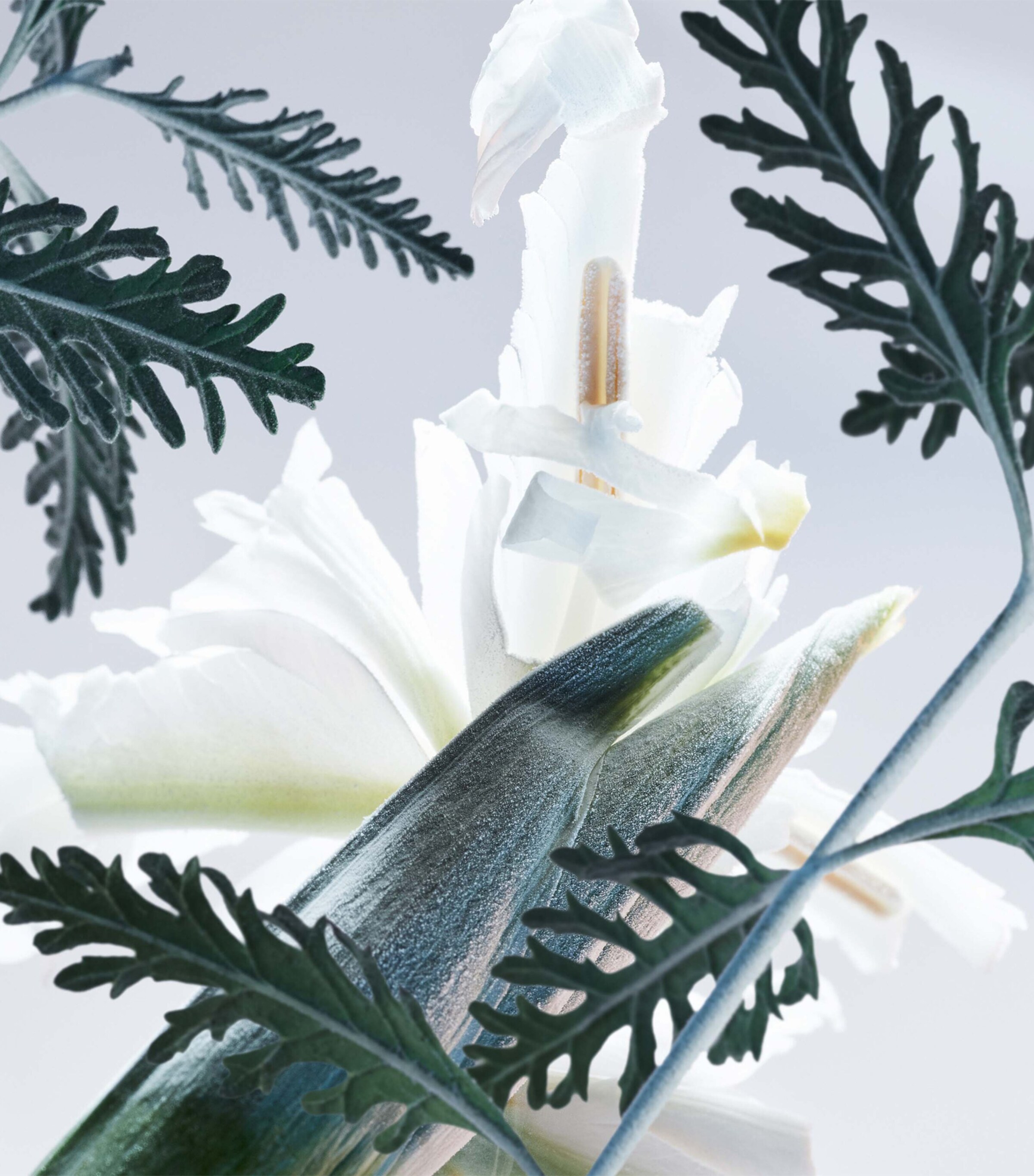 Man Glacial Essence Eau de Parfum (100ml) NO COLOUR Image 3