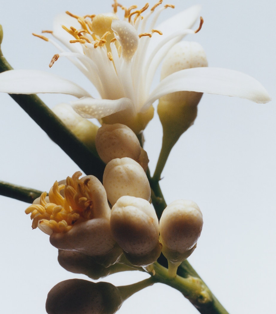 Orange Blossom Cologne NO COLOUR Image 3