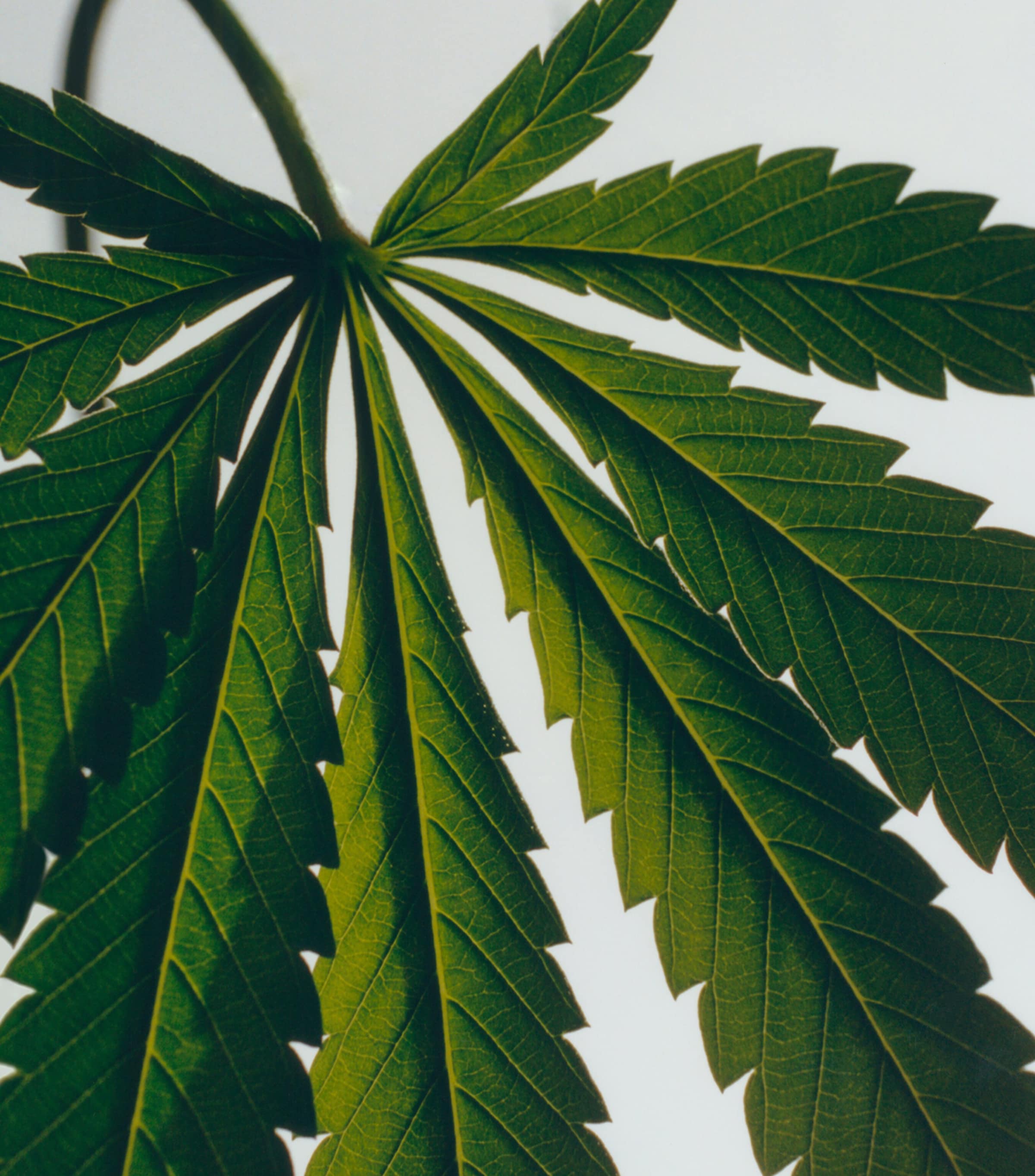 Scent of Marihuana Body Lotion (360ml) NO COLOUR Image 3