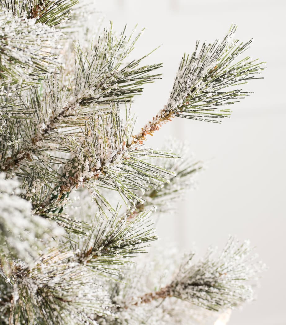 Frosted Sugar Pine Tree (6ft) FROSTED Image 5