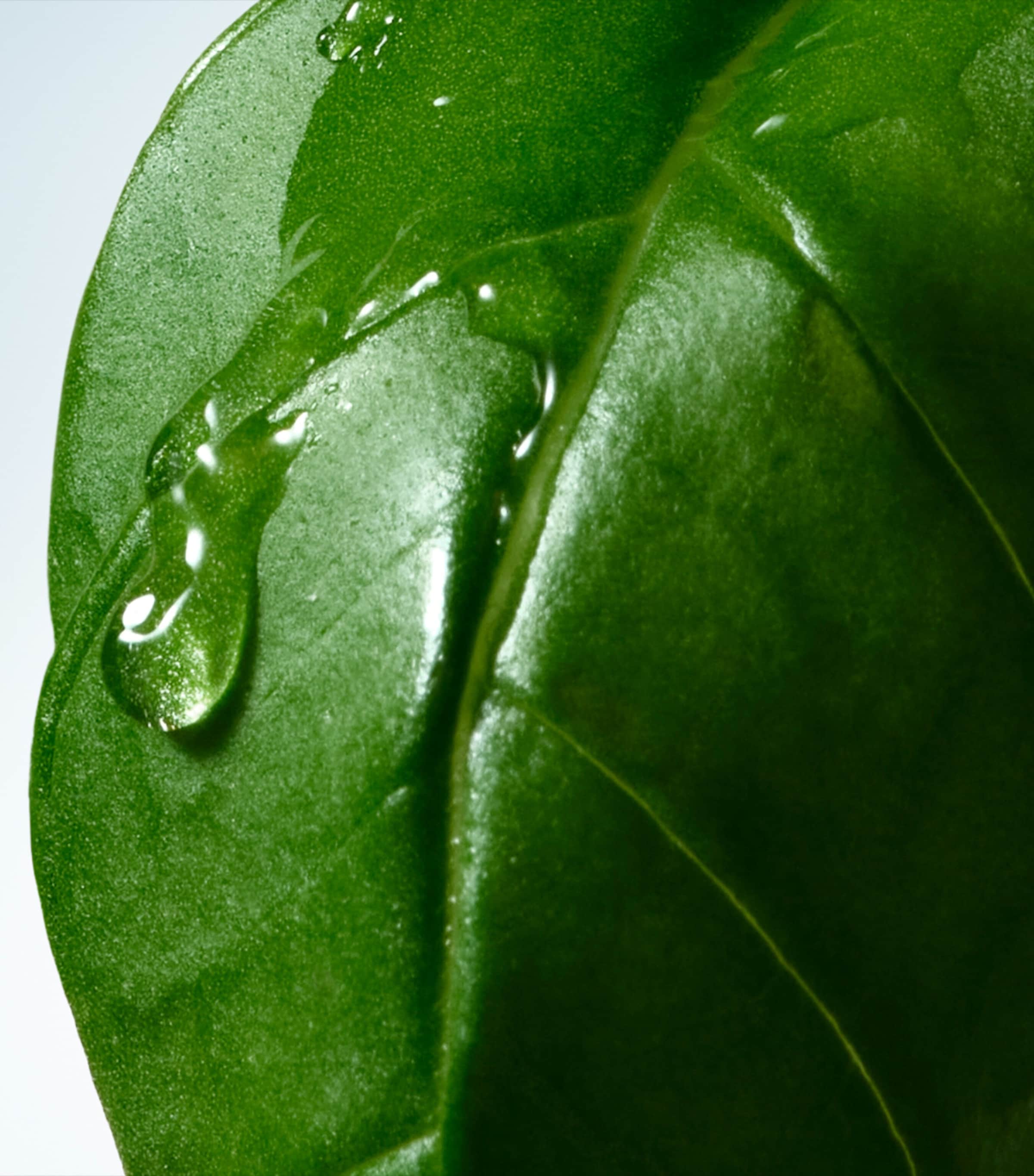 DRIES VAN NOTEN Basil & Hinoki Body Lotion (360ml) Image 2