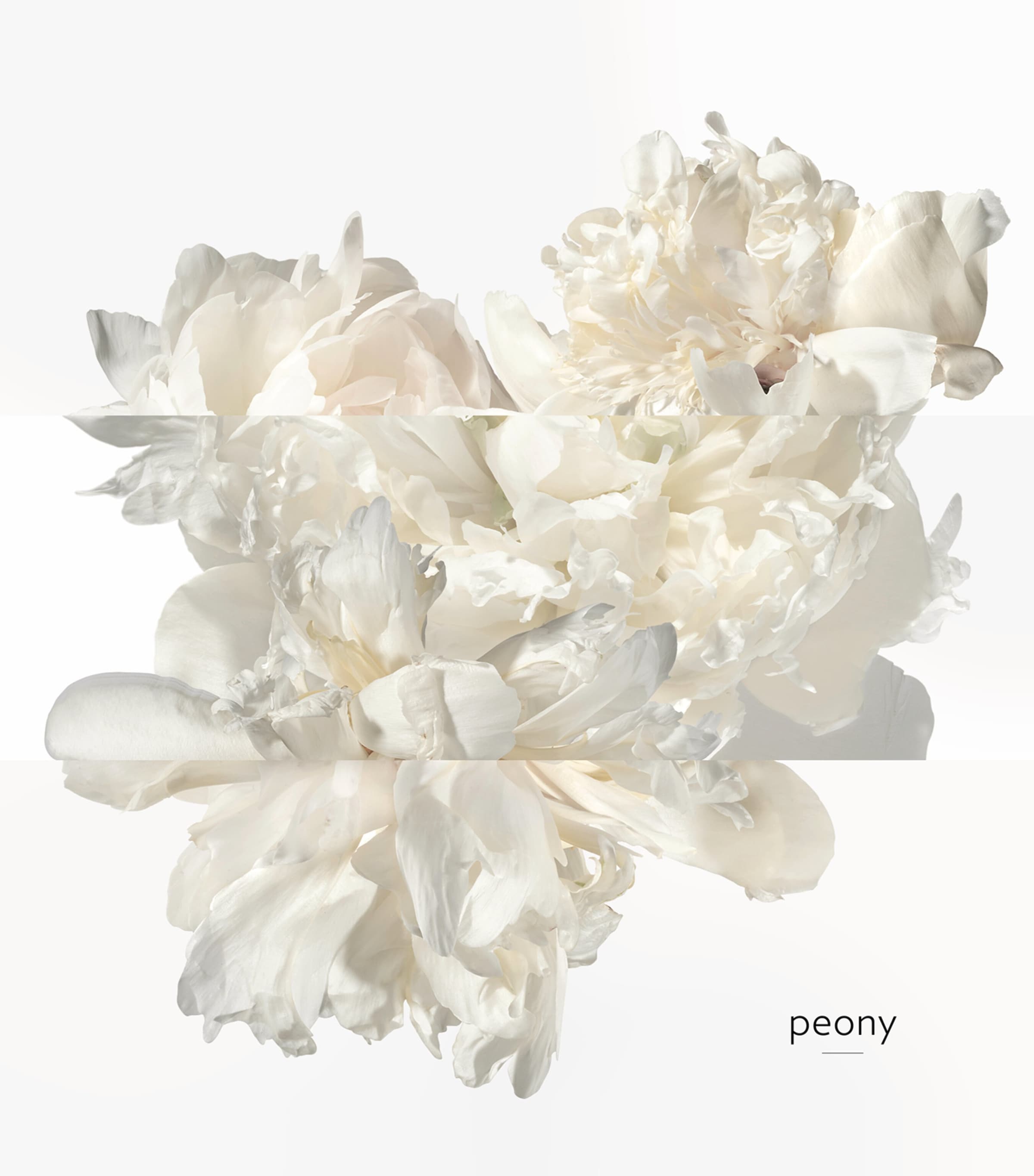 Twilly D'Hermès Ginger Eau de Parfum (50Ml) NO COLOUR Image 5