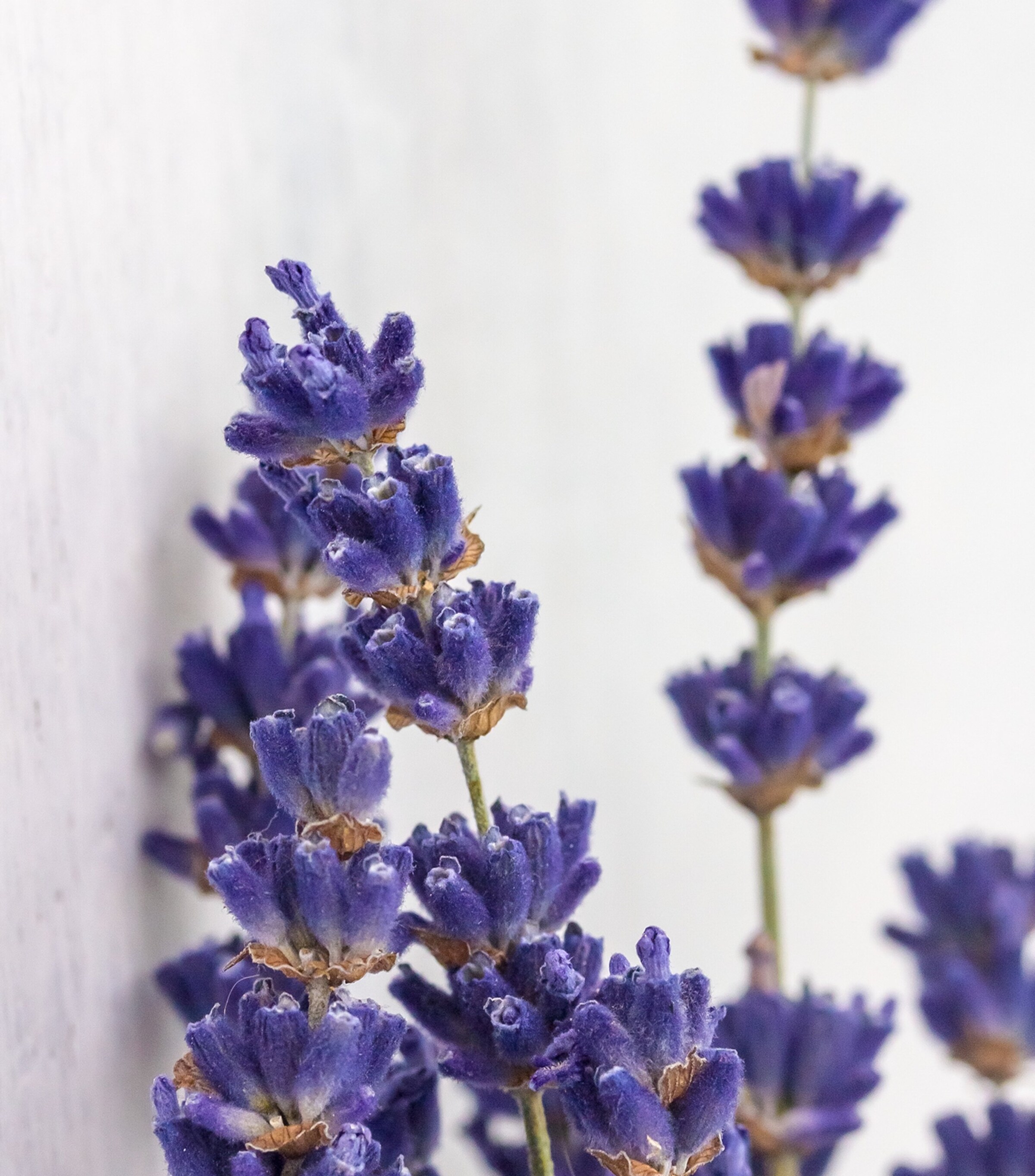 Absinthe Boréale Eau de Parfum (100ml) NO COLOUR Image 7