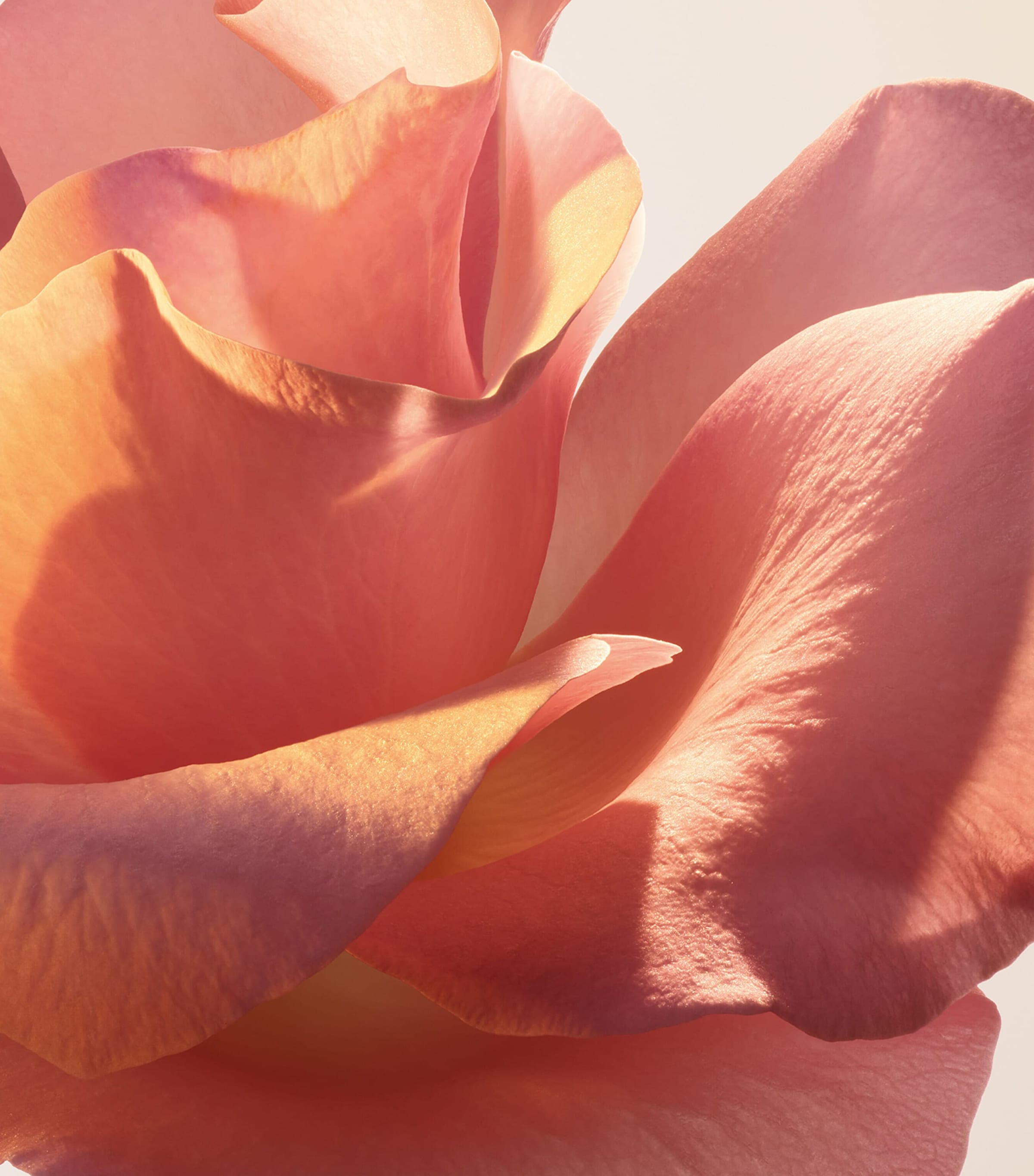 Absolue Le Parfum Eau de Parfum (100ml) NO COLOUR Image 6