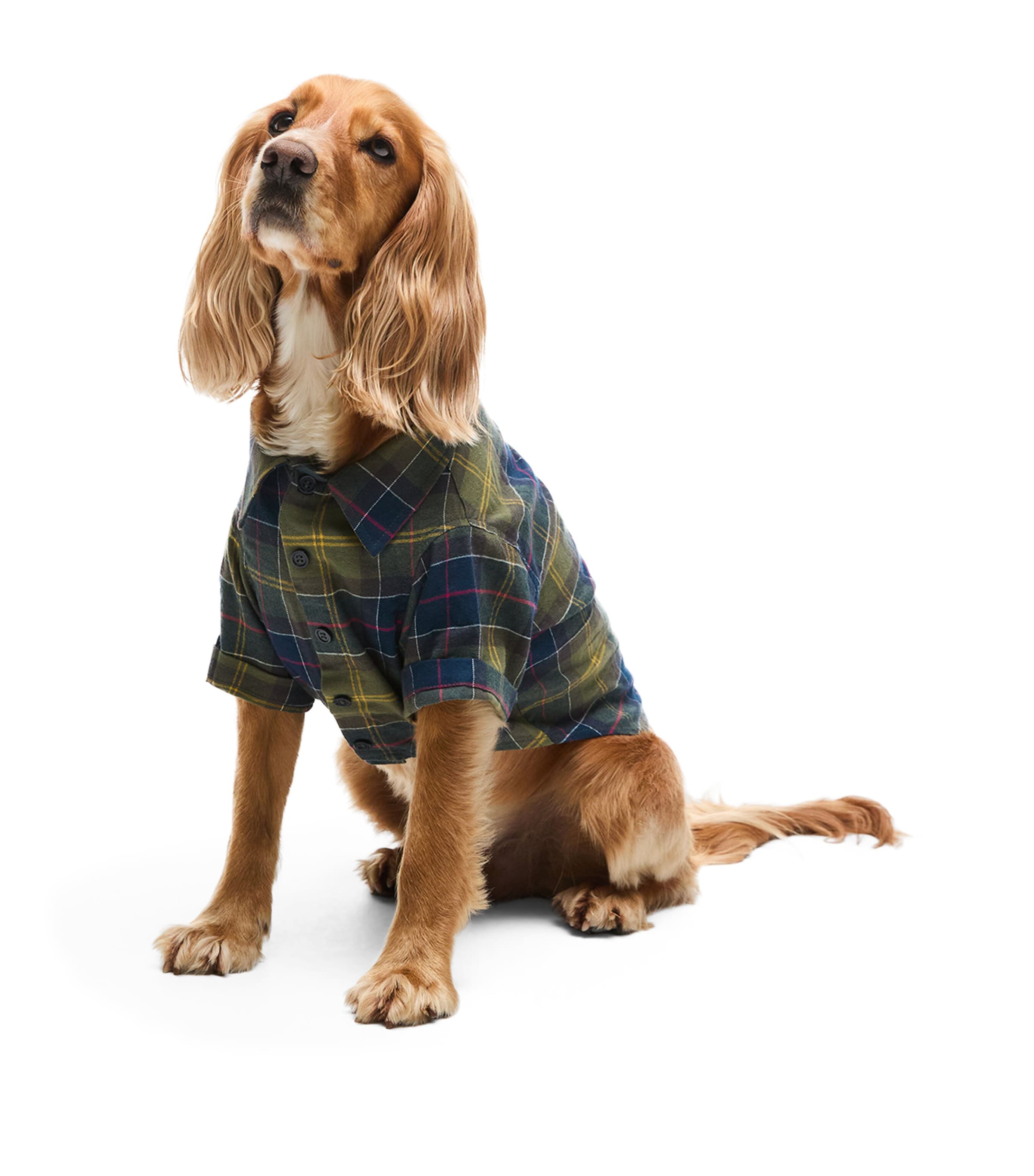 Tartan Fortrose Dog Shirt (S) CLASSIC TARTAN Image 2