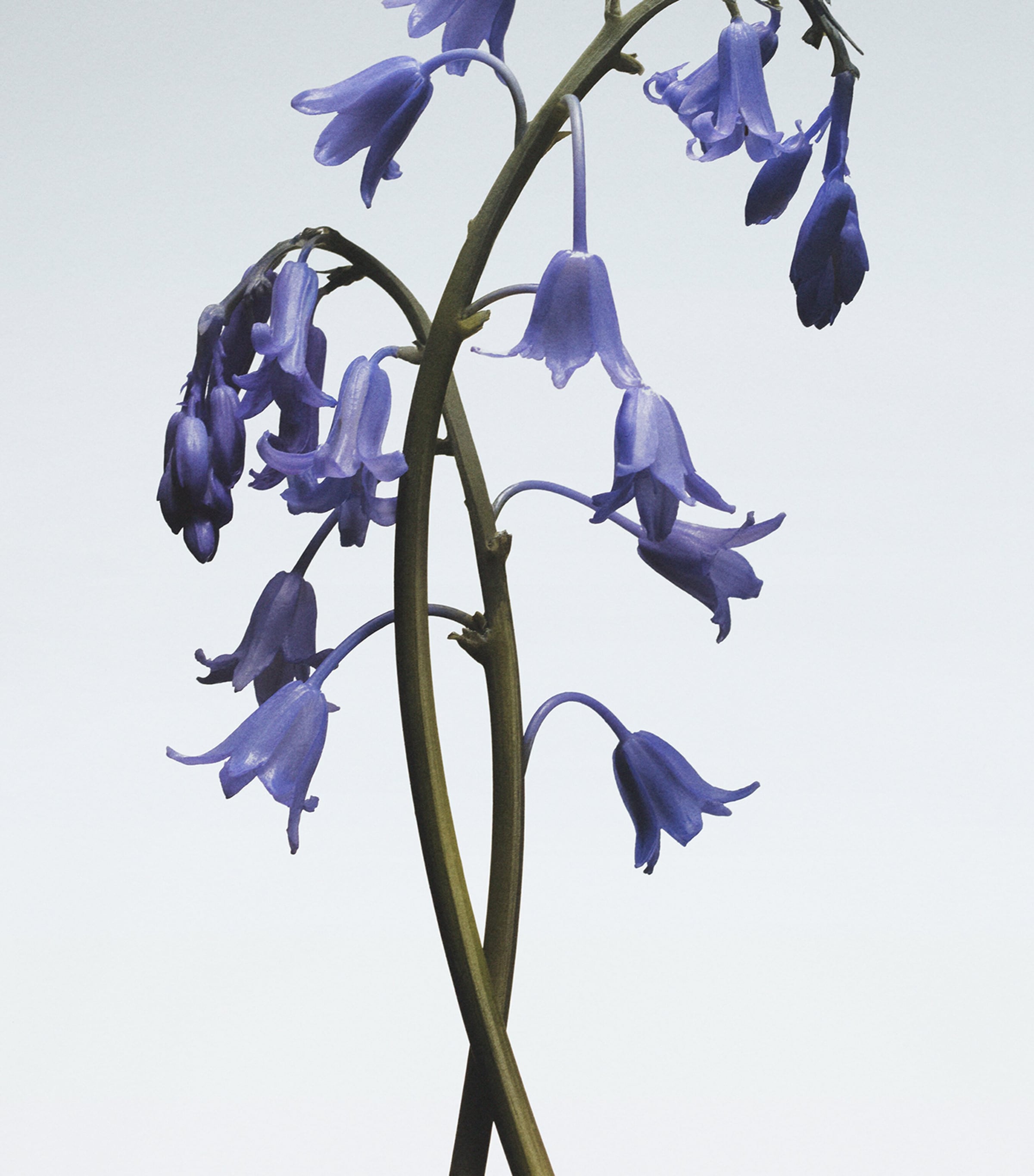 Jo Malone London Wild Bluebell Body Crème (175ml) Image 3