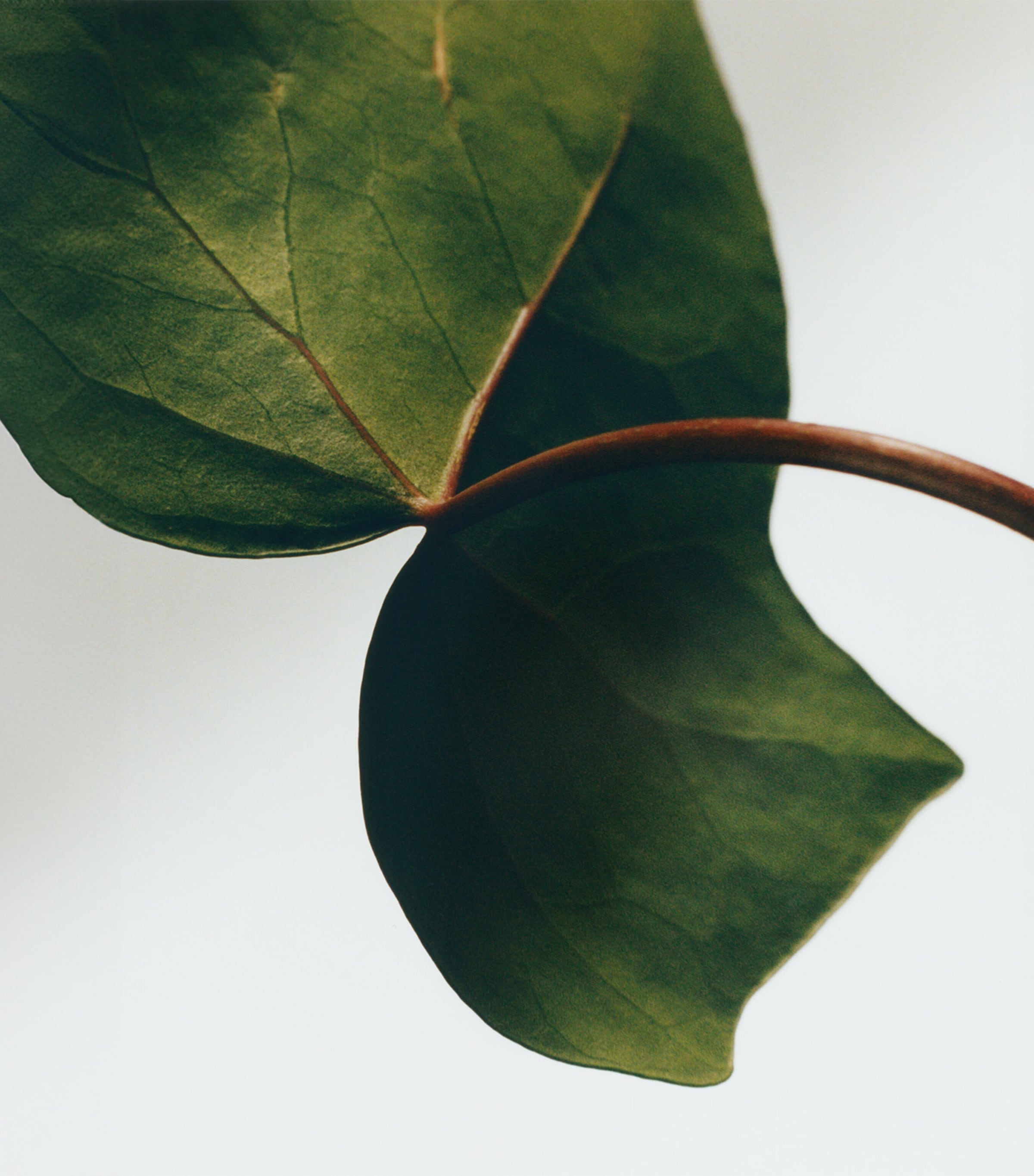 Ivy Soap Bar (290g) NO COLOUR Image 3