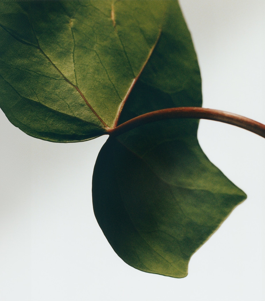 Ivy Soap Bar (290g) NO COLOUR Image 3