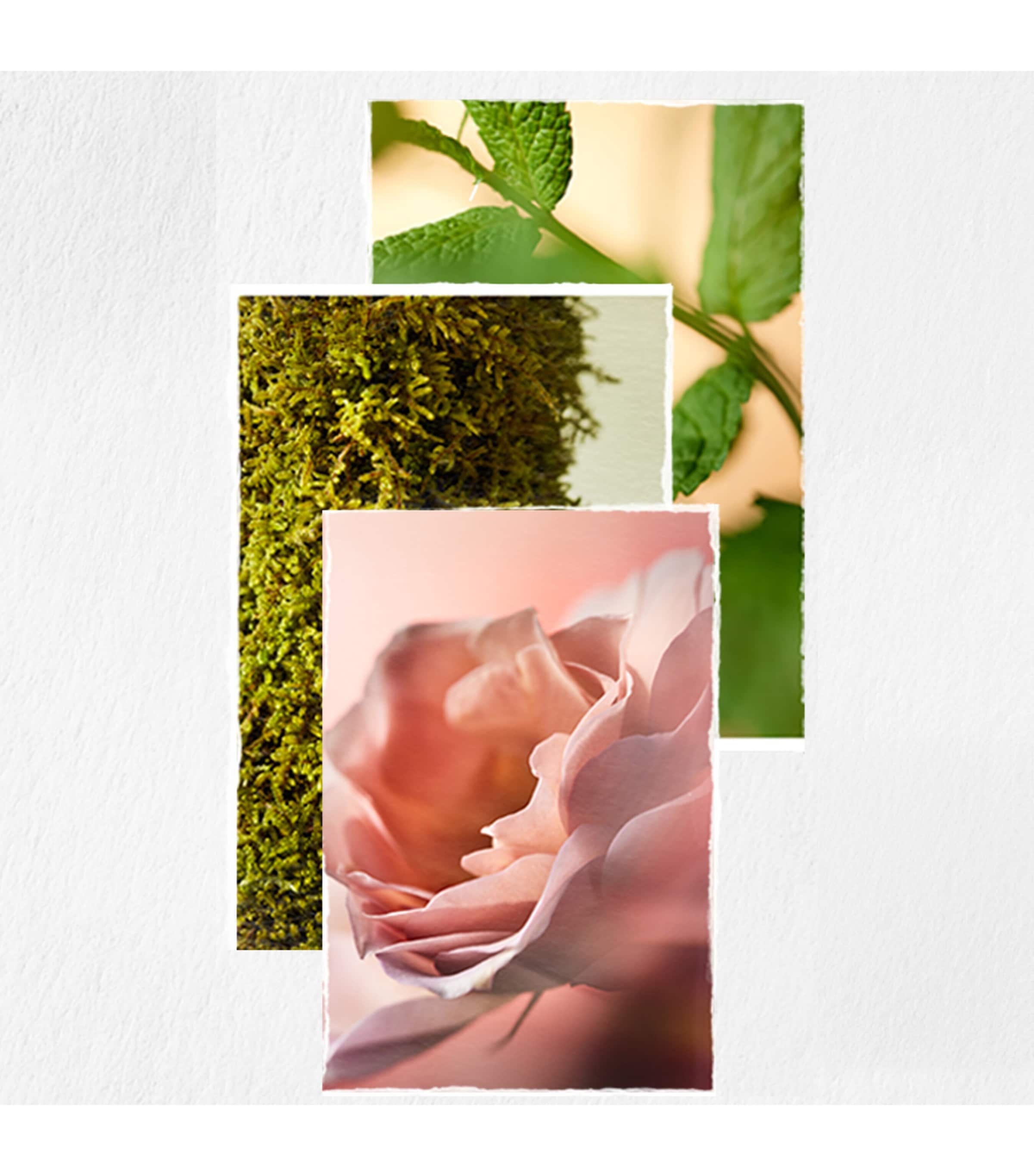 Hydrate Hair Conditioner (266ml) NO COLOUR Image 6