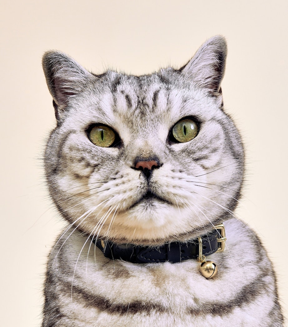 Small Leather Wonderland Cat Collar BLACK Image 3