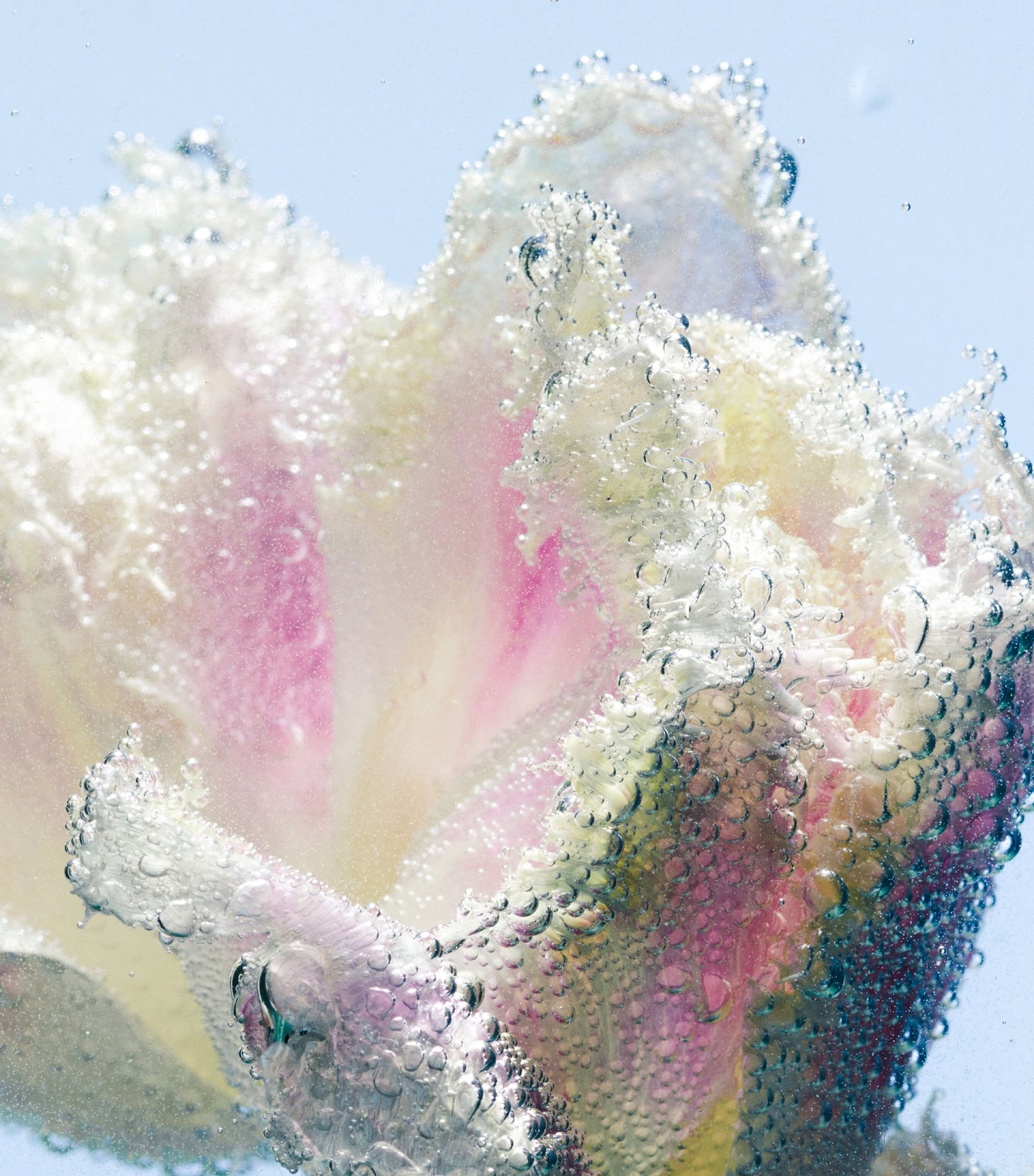 Tulipmania Hand Lotion (450ml) - Refill NO COLOUR Image 2