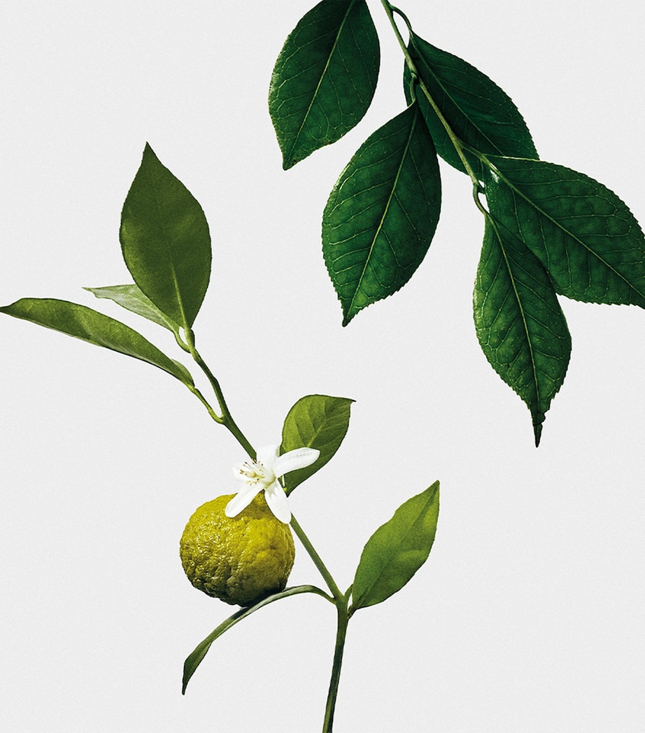 Earl Grey Scented Candle NO COLOUR Image 3