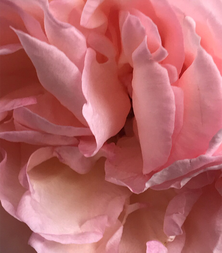 The Duo - Pleasure in a Bottle Travel Sprays (2 x 10ml) NO COLOUR Image 5