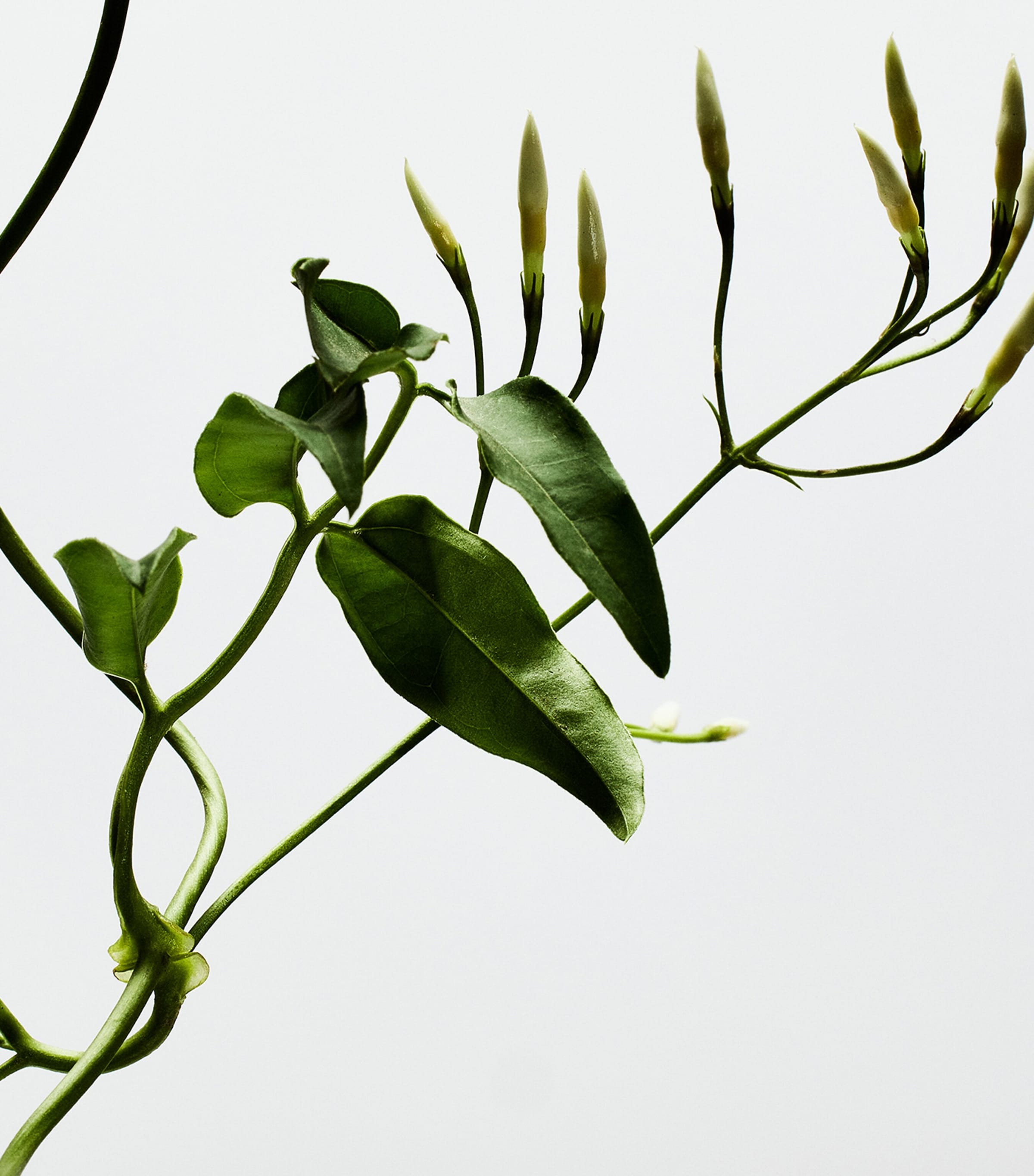 001 Woman Eau de Parfum (50ml) NO COLOUR Image 3