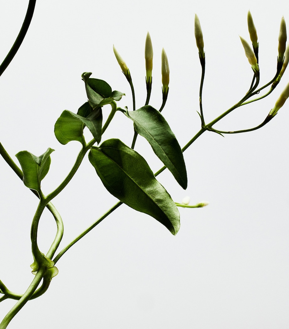 001 Woman Eau de Parfum (50ml) NO COLOUR Image 3