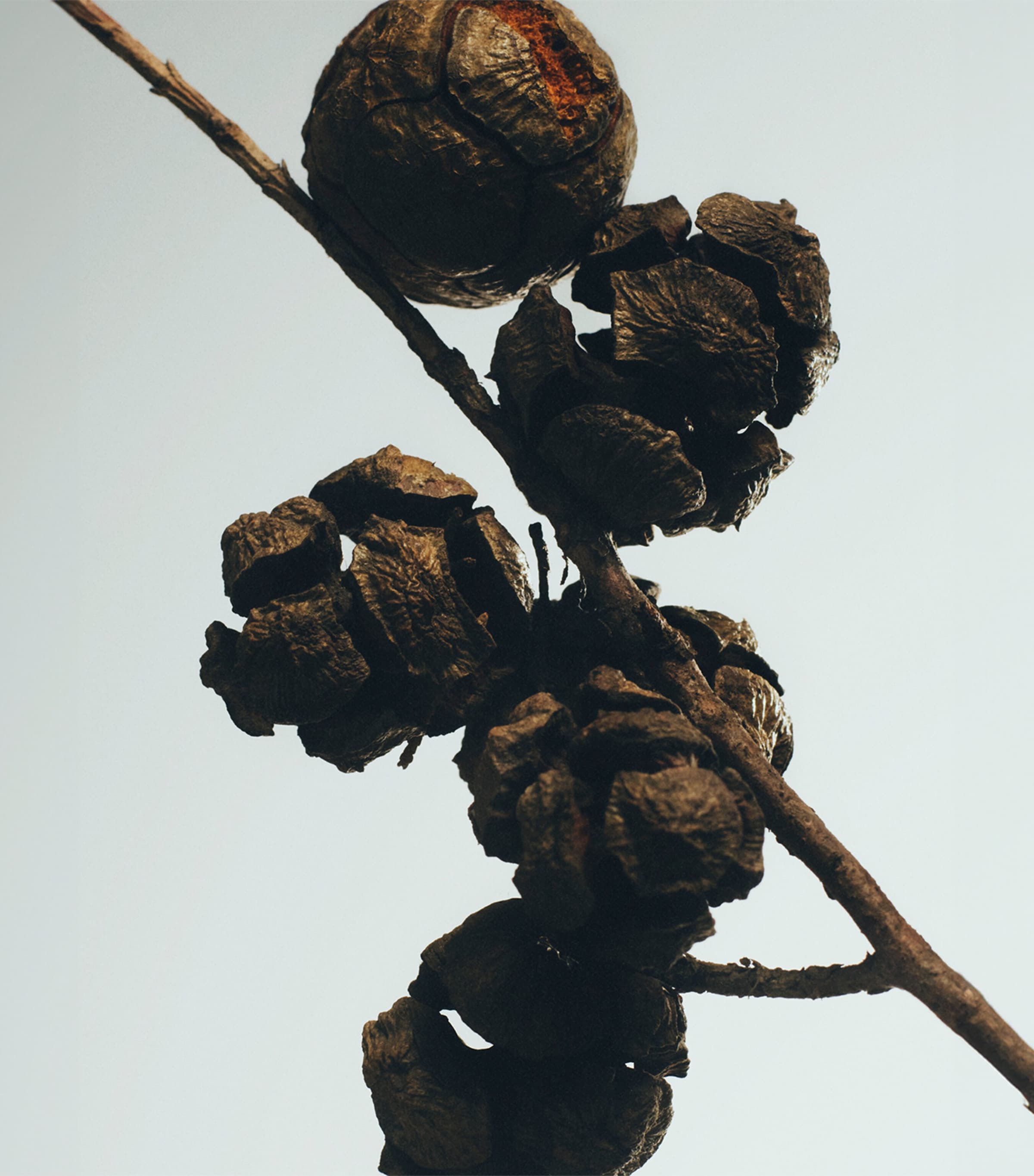 Cypress Balls Candle (2.1kg) NO COLOUR Image 3