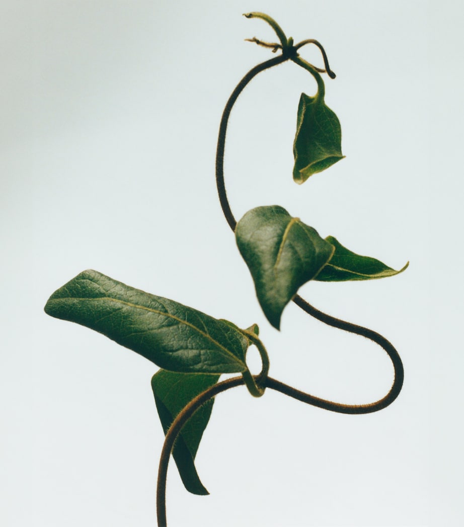 Honeysuckle Chandelier Candle NO COLOUR Image 3